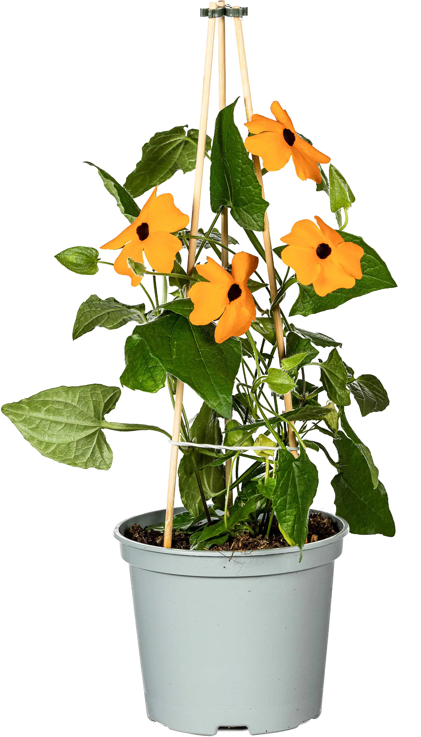 Schwarzäugige Susanne Thunbergia alata H ca 35cm 12cm Topf