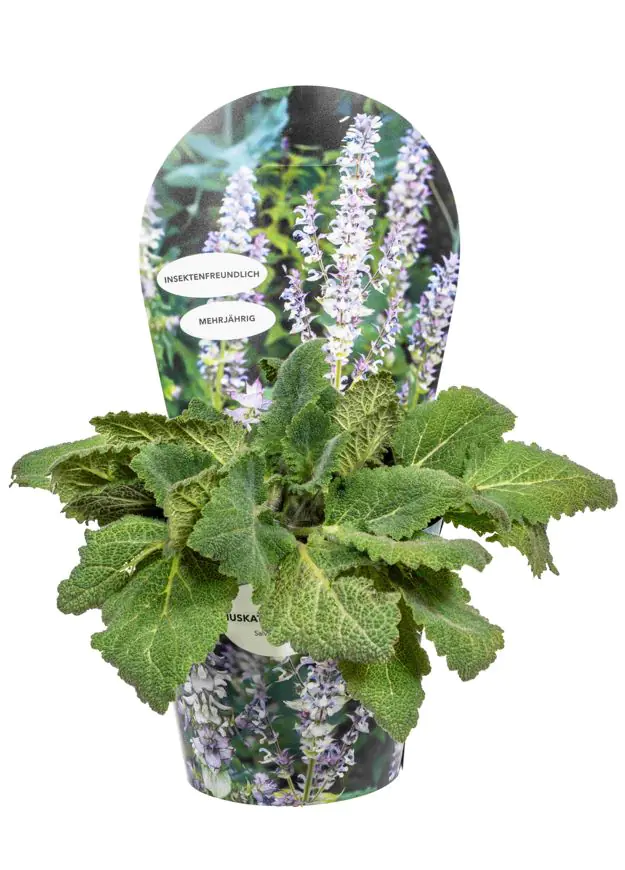 Salvia sclarea Muskatellersalbei 19 cm