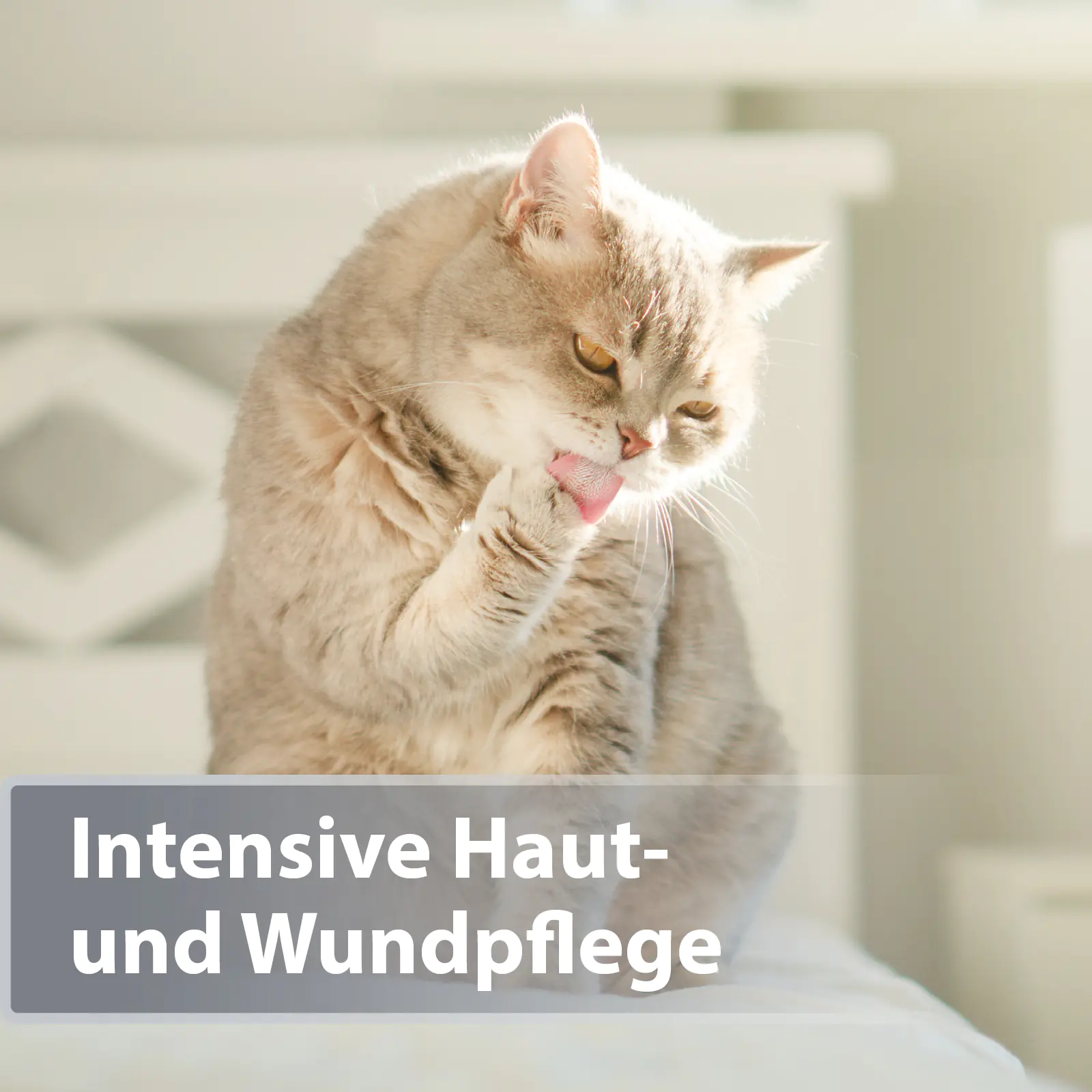 Felisept Mikro Silberspray für Katzen 75 ml Felisept Mikro Silberspray für Katzen 75 ml