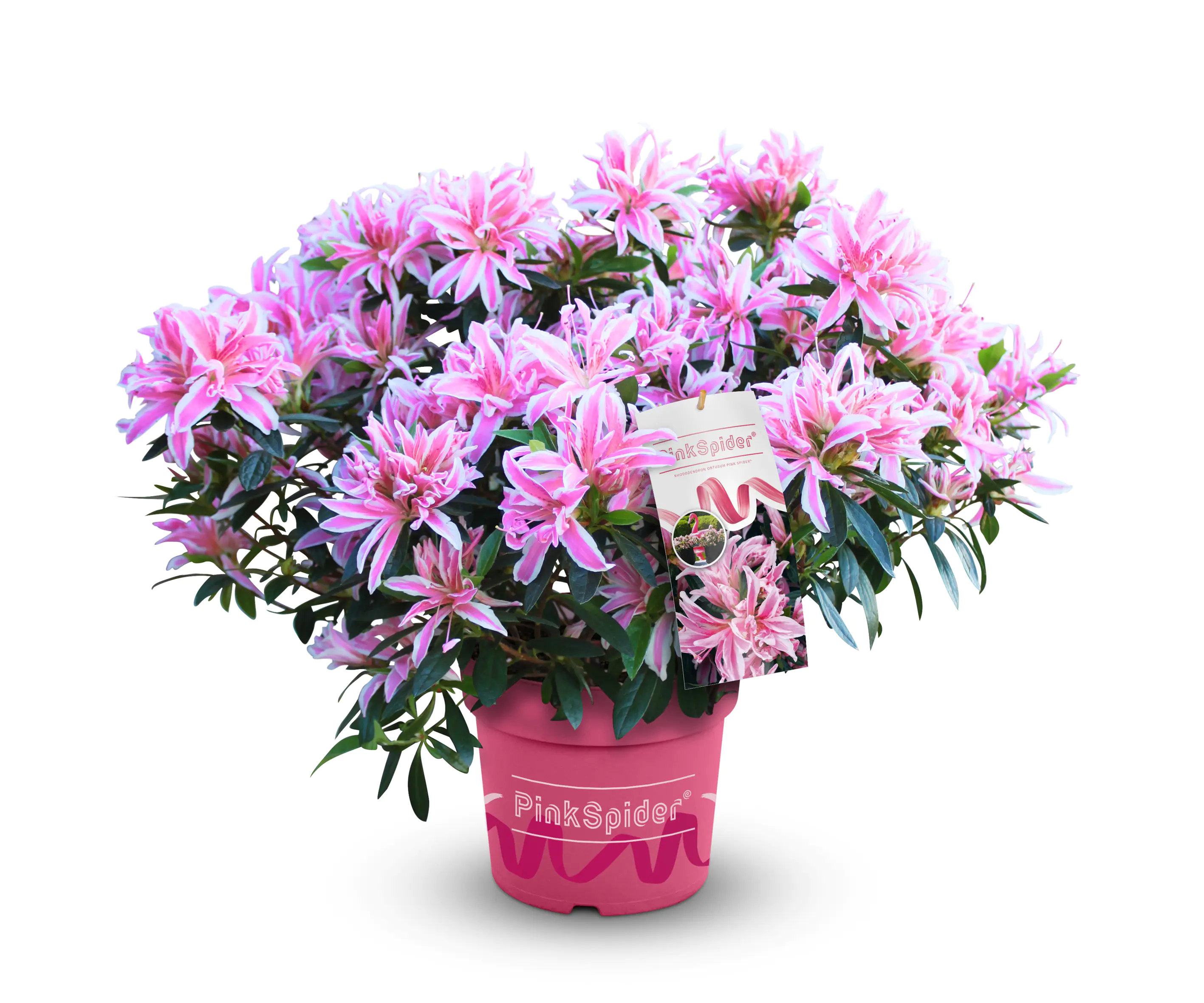 Japanische Azalee Rhododendron Pink Spider 20 - 30 cm hoch 17 cm Topf Japanische Azalee Rhododendron Pink Spider 20 - 30 cm hoch 17 cm Topf
