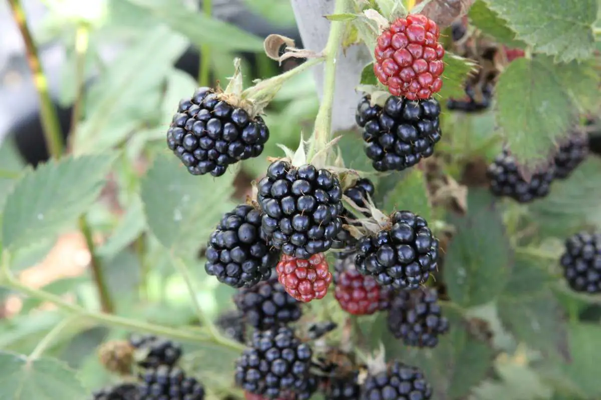 Stadt Ernte Brombeere H 20-30 cm 17 cm Topf