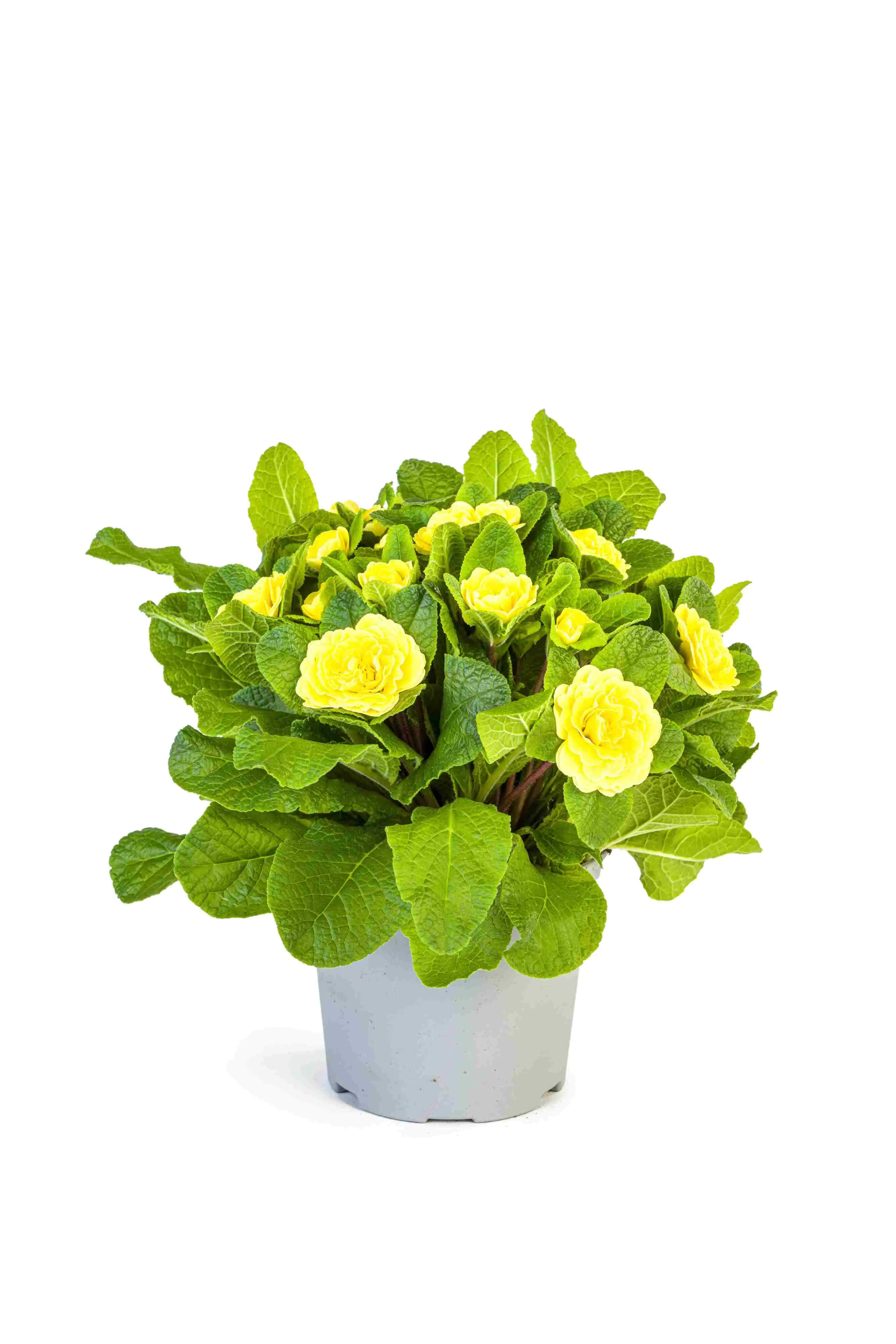 Primel Belarina 12 cm Topf