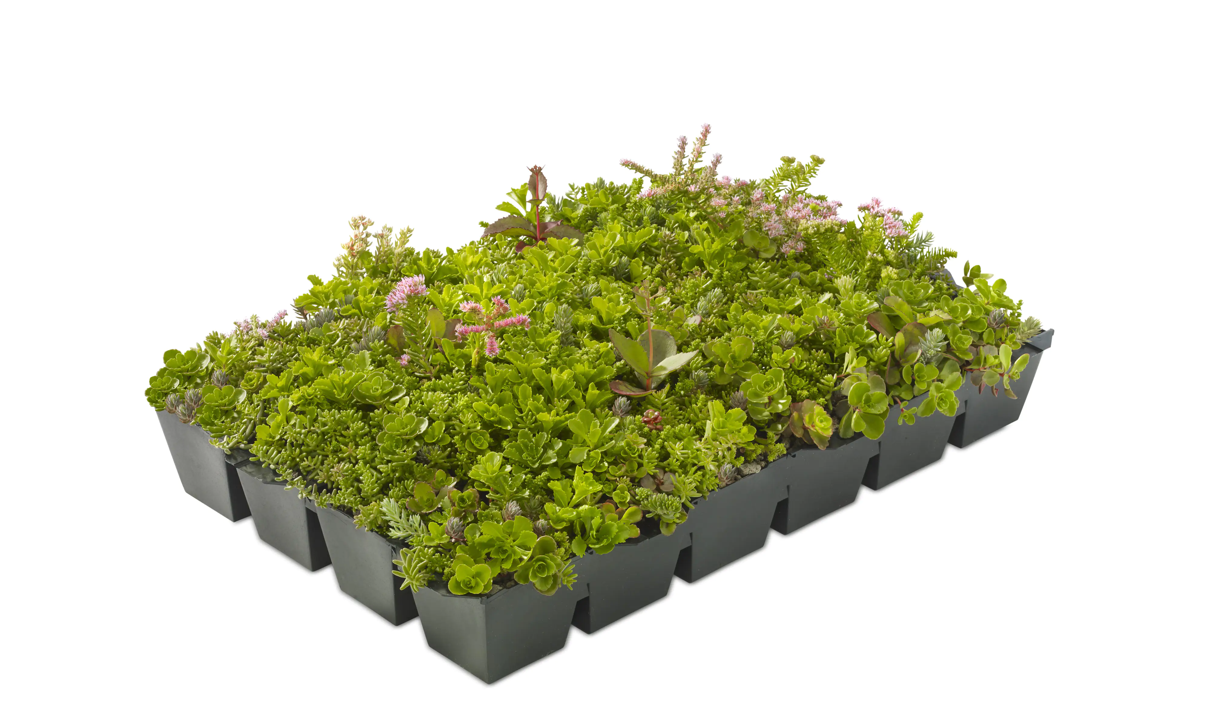 Dachbegrünung bis 25° Dachneigung 9 m²