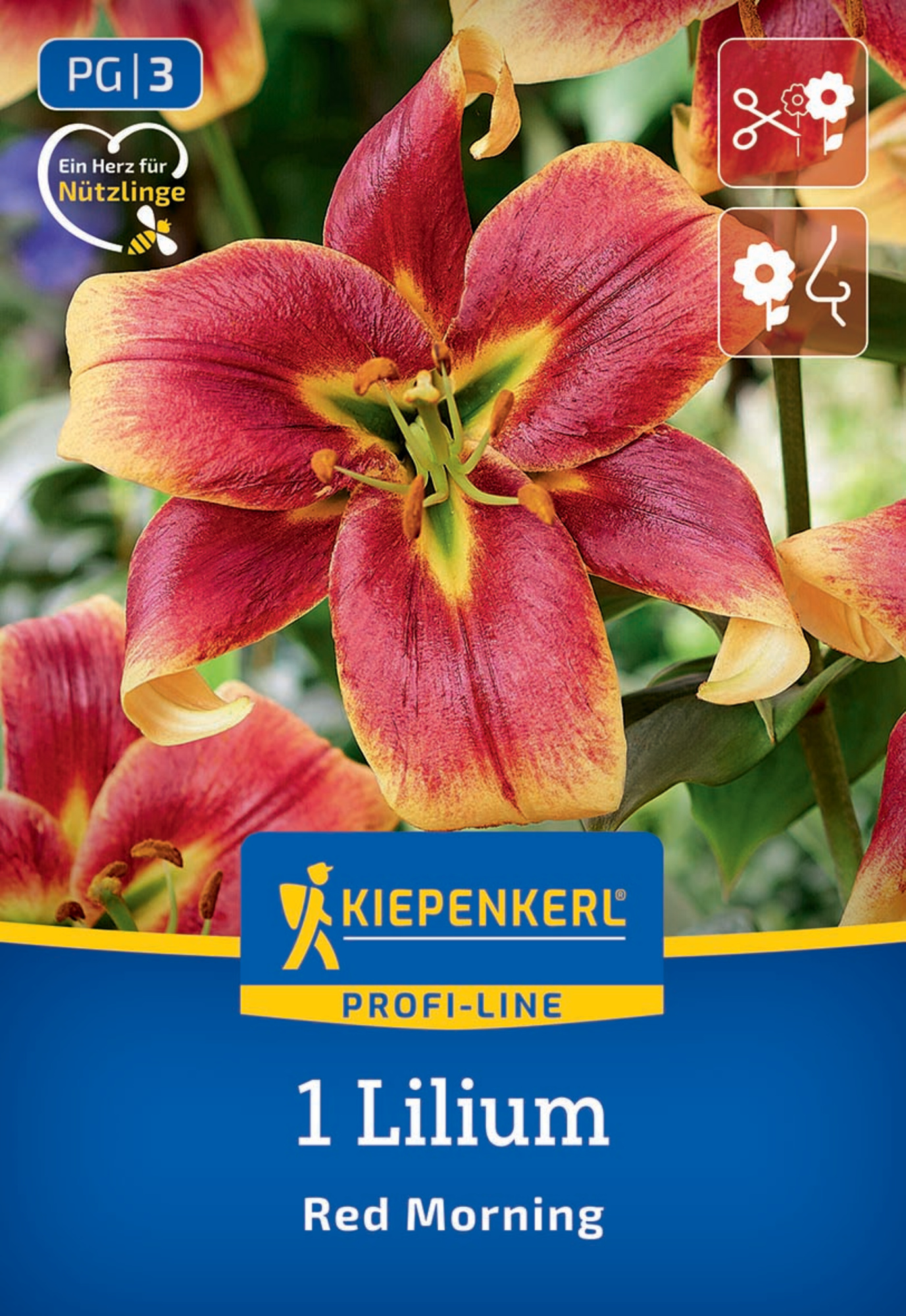 Kiepenkerl Profi-Line Frühjahrsblumenzwiebel Baum-Lilie Red Morning 1 Stück