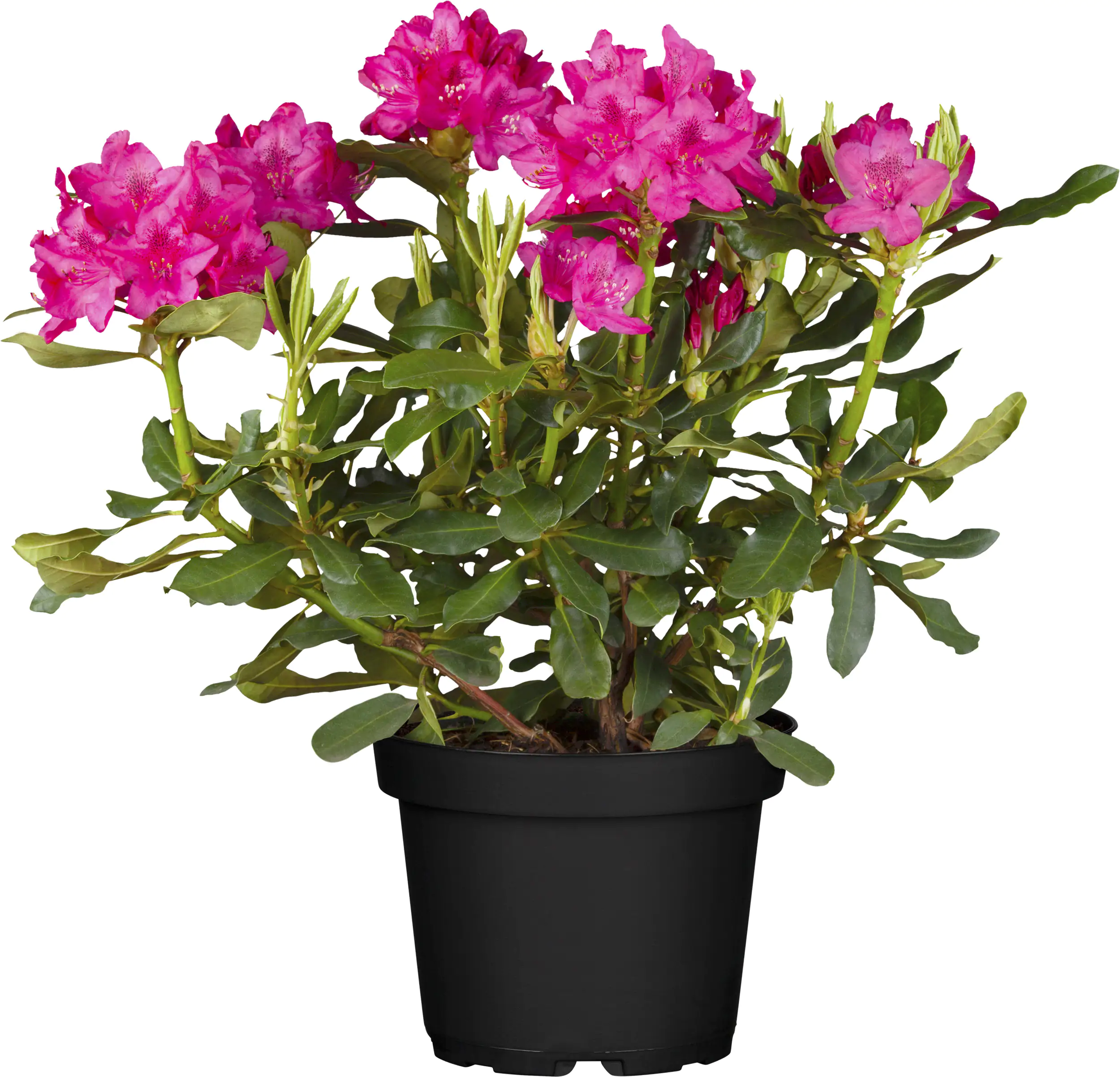 4029395043108_03 Rhododendron Hybriden in Sorten H ca 40 - 50 cm 5 l Container