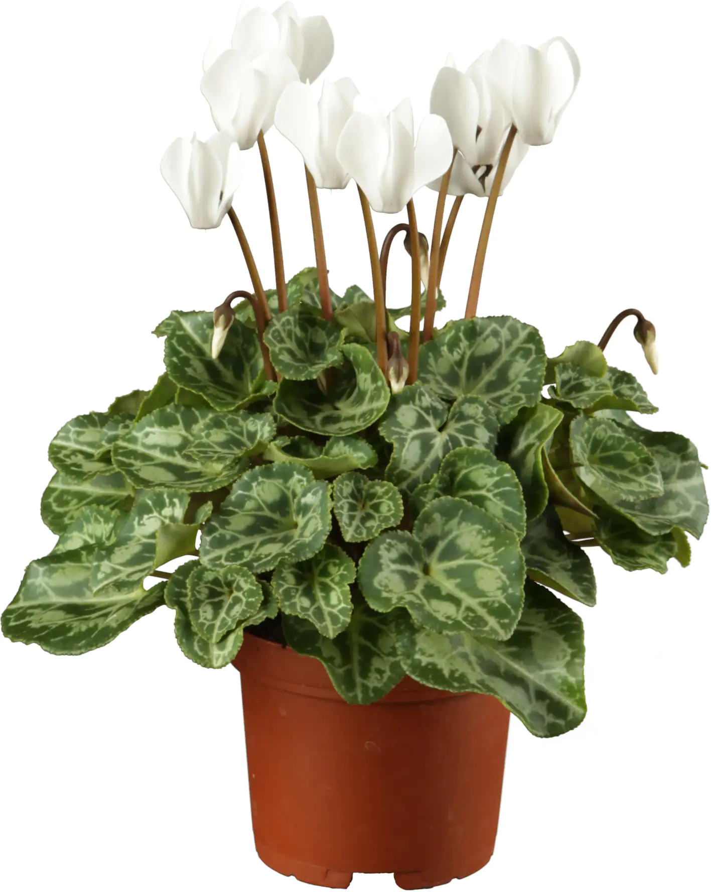 4011261012967_01 Alpenveilchen 13 cm Topf