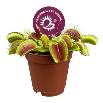 Fleischfressende Pflanzen Venusfliegenfalle H 18 cm 5,5 cm Topf Fleischfressende Pflanzen Venusfliegenfalle H 18 cm 5,5 cm Topf
