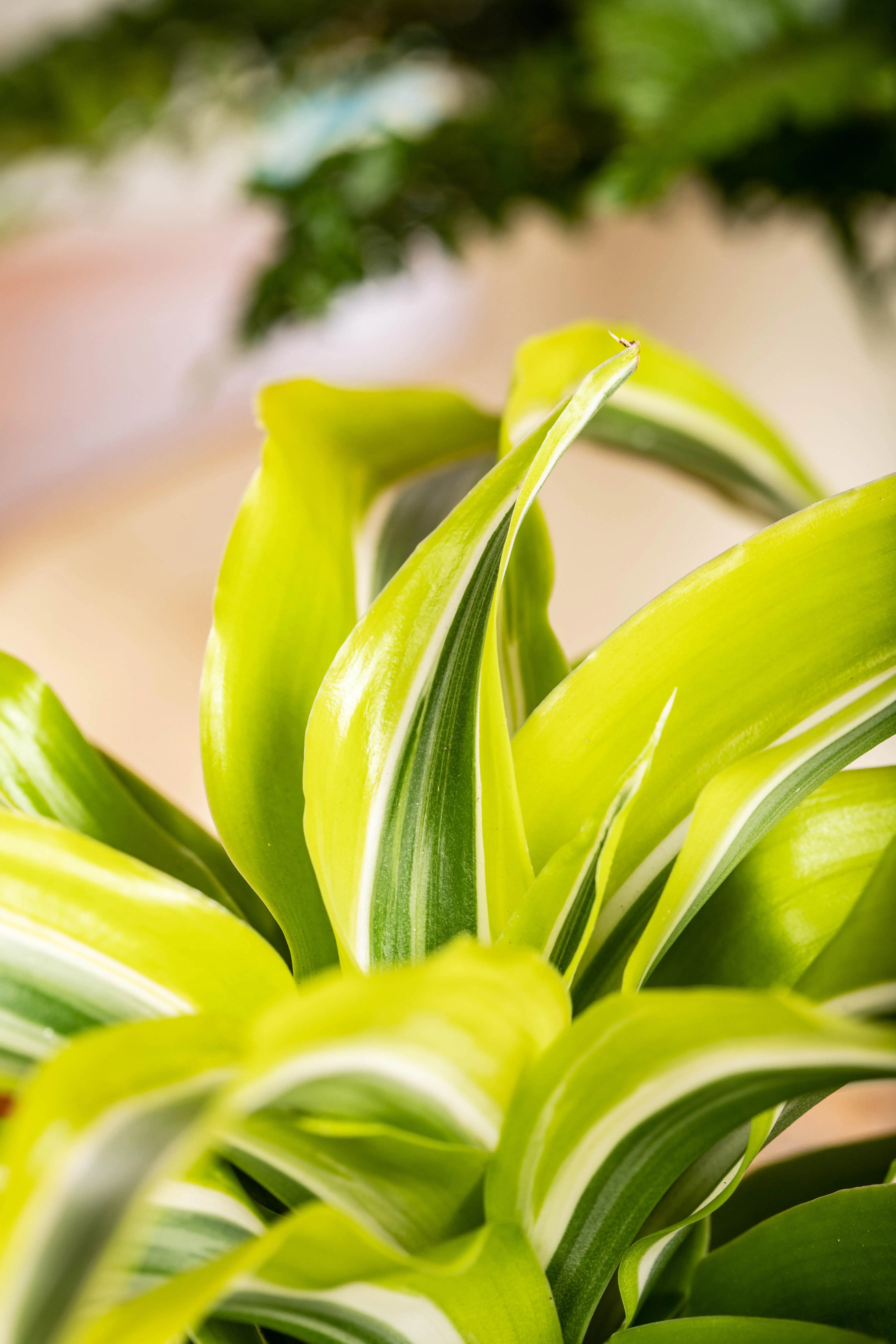 Drachenbaum Dracaena Lemon Lime H ca. 90 cm 21 cm Topf