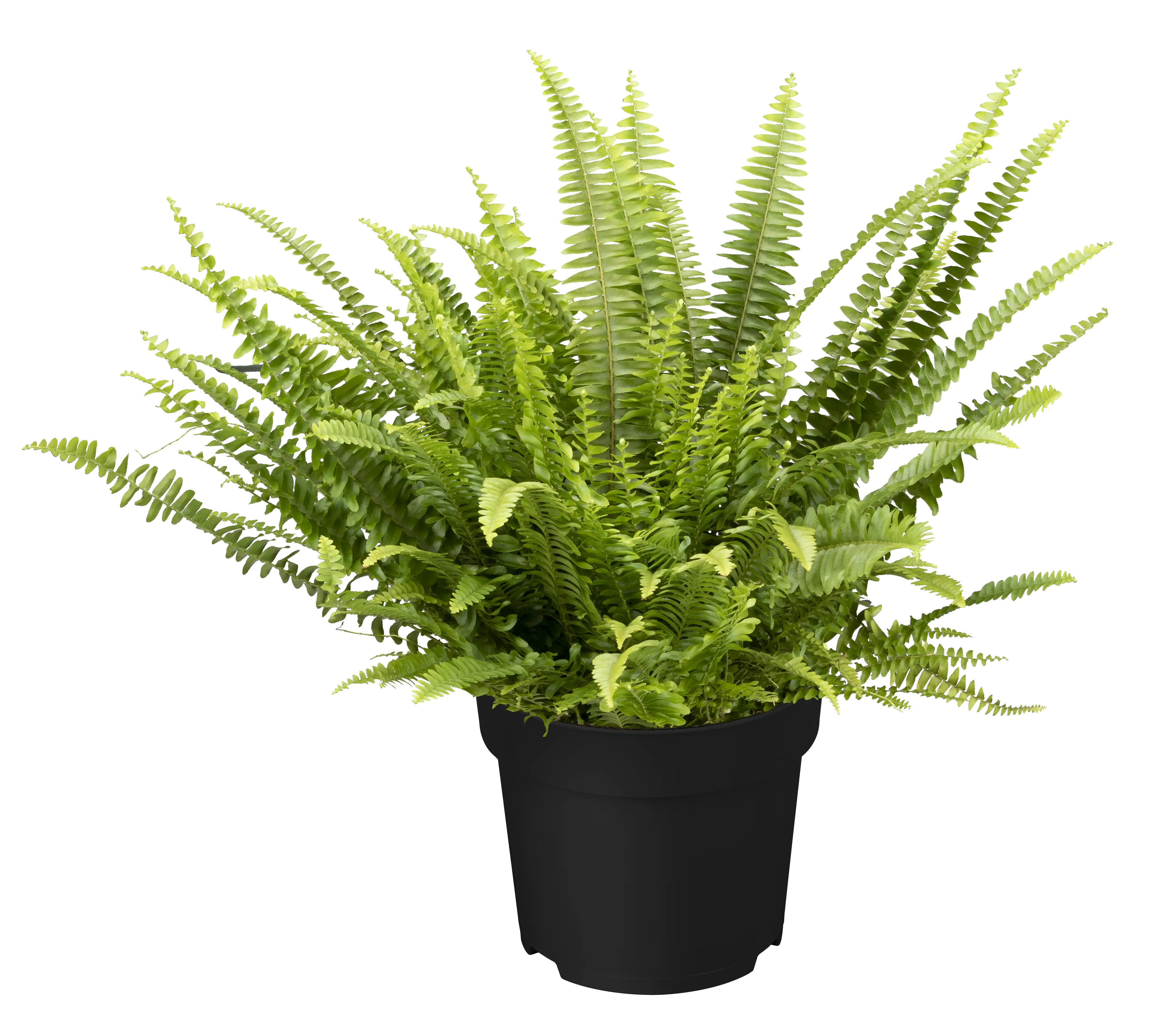 Schwertfarn Nephrolepis H ca. 35 cm 12 cm Topf Schwertfarn Nephrolepis H ca. 35 cm 12 cm Topf