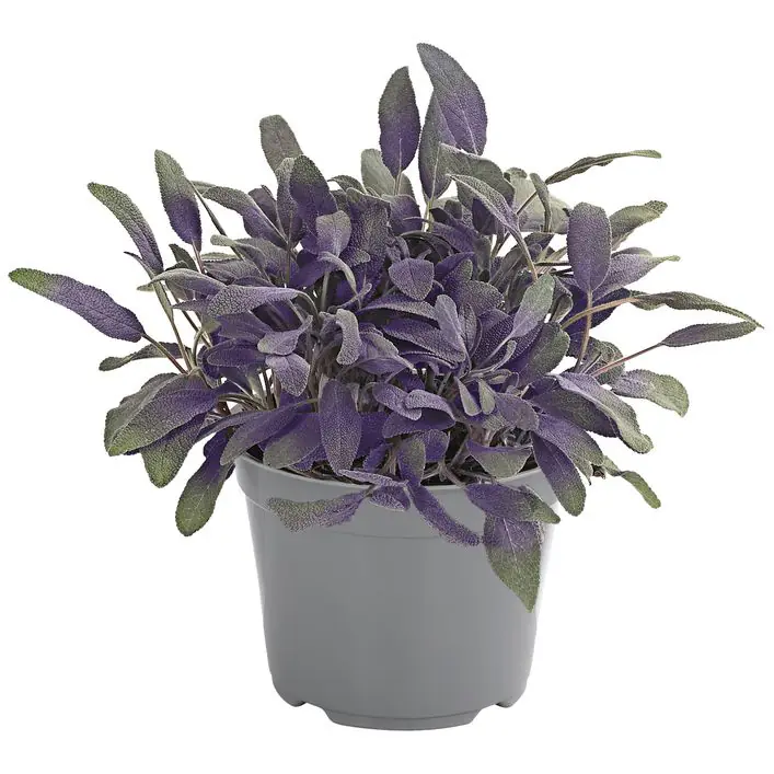 Purpursalbei Salvia officinalis 'Purpurascens' 14 cm Topf