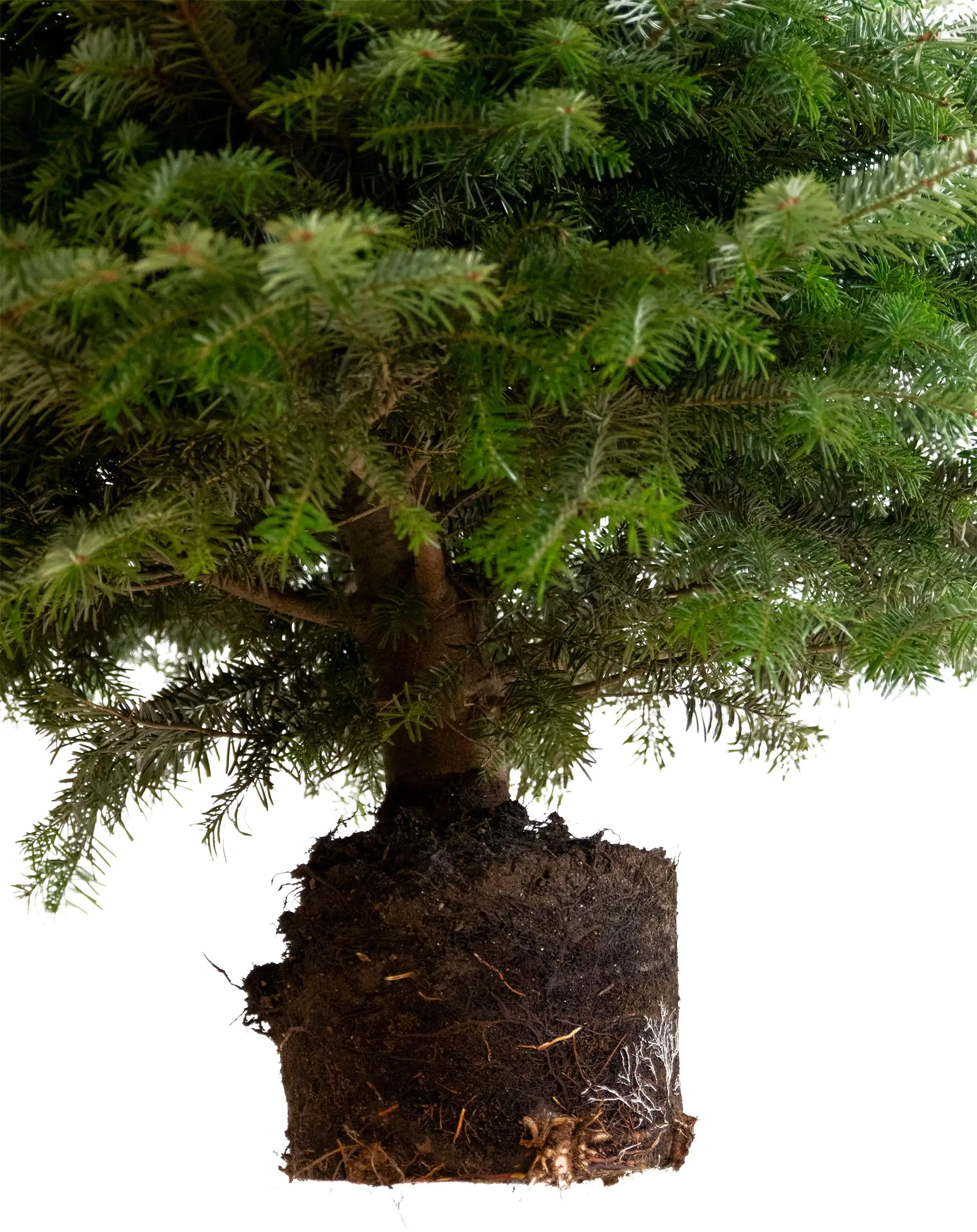 Serbische Fichte Picea Omorika 9,5 Liter Container, topfgewachsen Serbische Fichte Picea Omorika 9,5 Liter Container, topfgewachsen