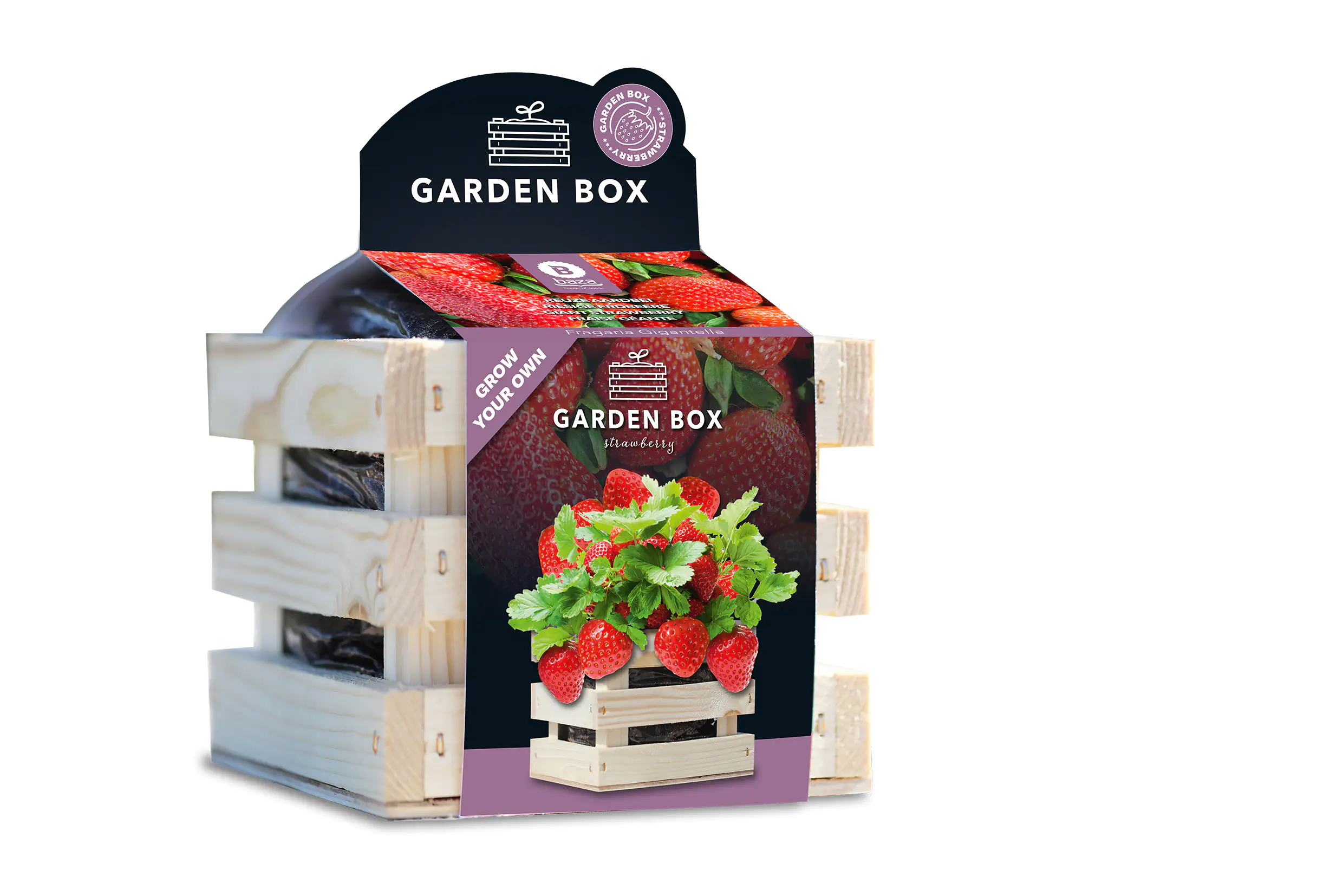 Baza Seeds Garden Box riesige Erdbeere Baza Seeds Garden Box riesige Erdbeere