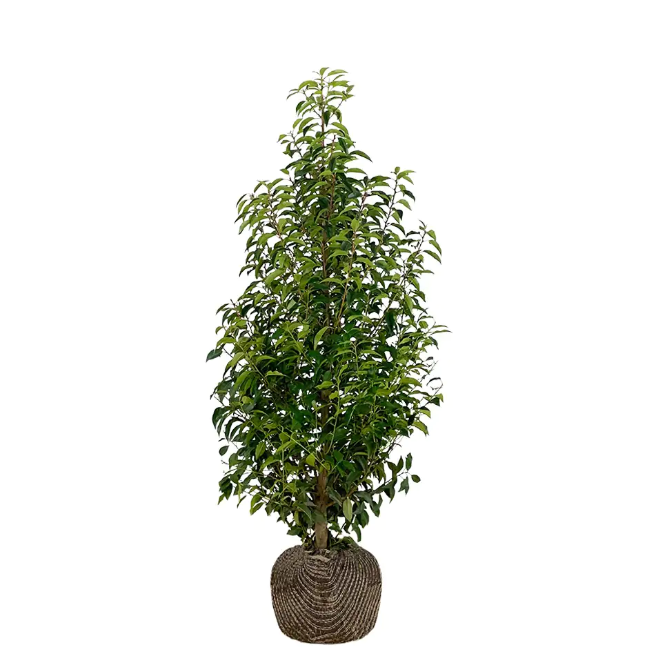 Portugiesische Kirschlorbeer Prunus ang. Lusitanica H 60 - 80 cm, 30 Stück Portugiesische Kirschlorbeer Prunus ang. Lusitanica H 60 - 80 cm, 30 Stück