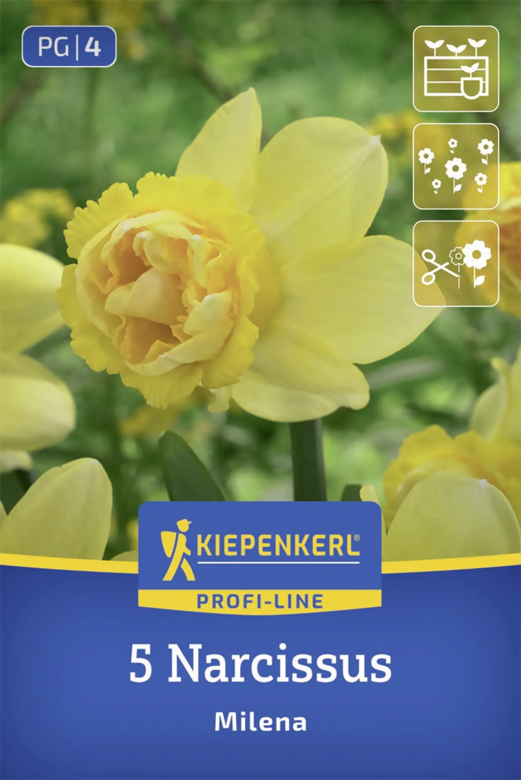 Kiepenkerl Profi-Line Narzisse Milena gelb 5 Stück