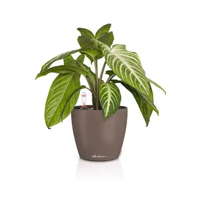 Lechuza Übertopf Kunststoff Classico Color 12 Komplettset Ø 15 x 14 cm muskat