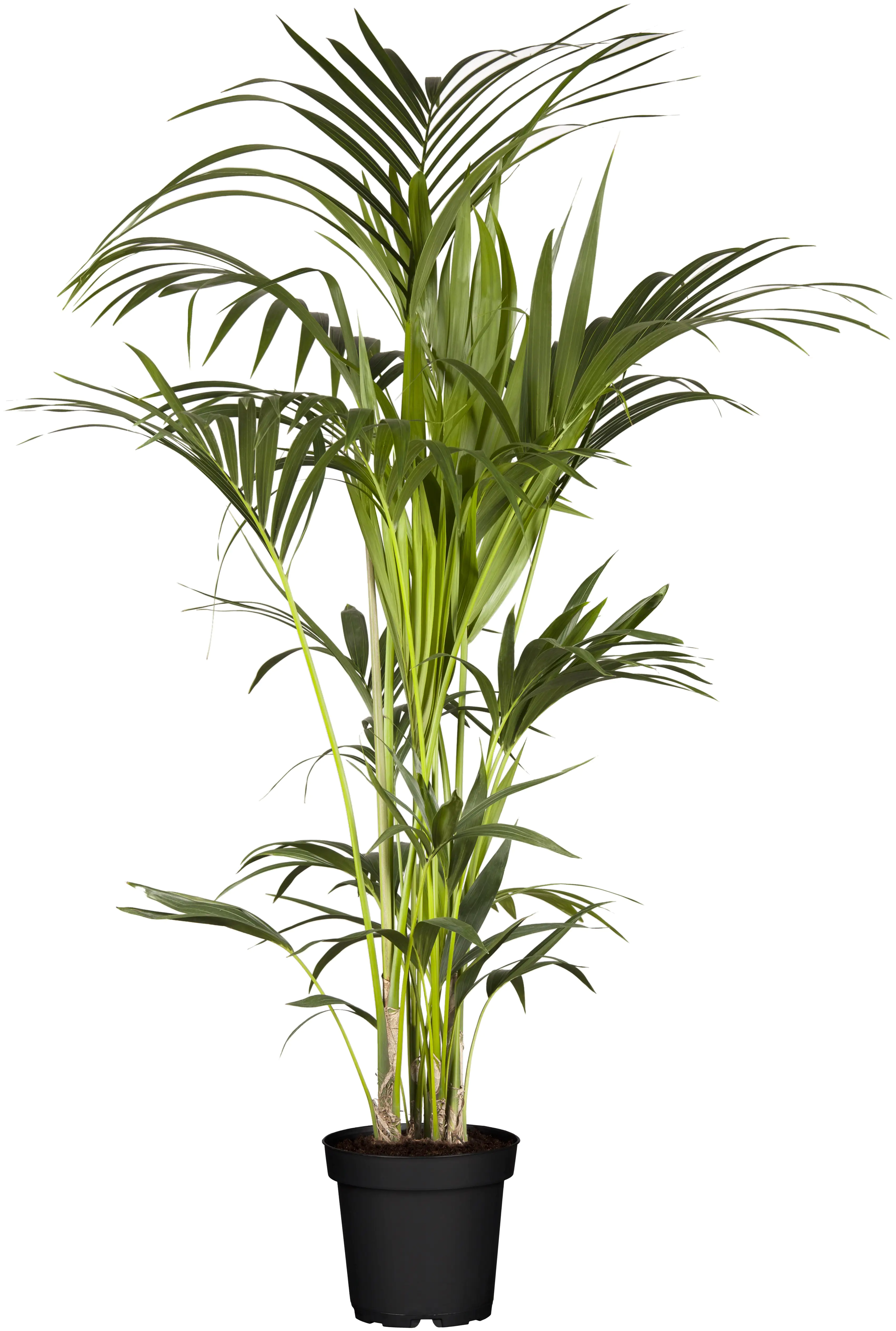 Kentiapalme Howea forsteriana H ca. 100 cm 21 cm Topf 