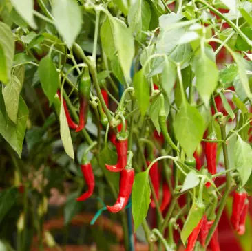 Resistente Gemüsepflanzen Peperoni Capsicum 12 cm Topf