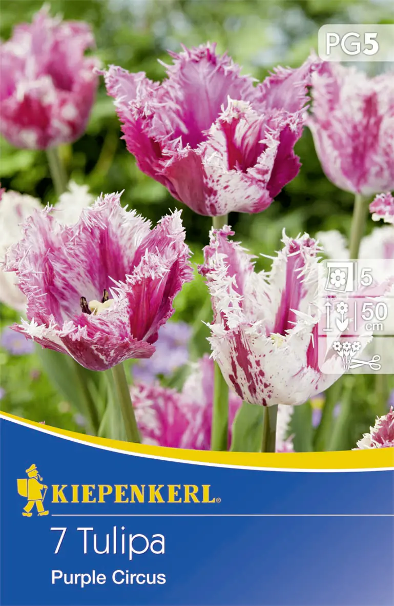 Kiepenkerl Blumenzwiebeln Gefranste Tulpe Purple Circus Tulipa x Hybrida, Inhalt: 7 Stück