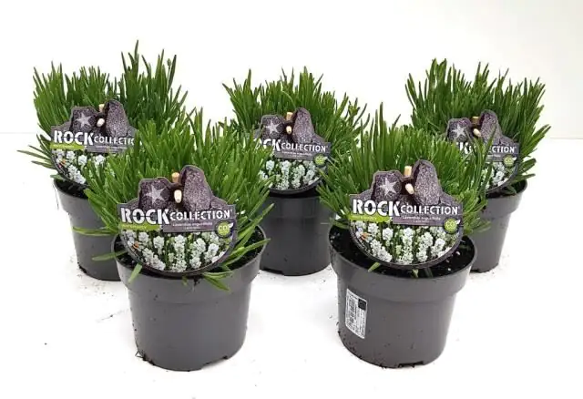 Lavendel Lavandula angustifolia weiß