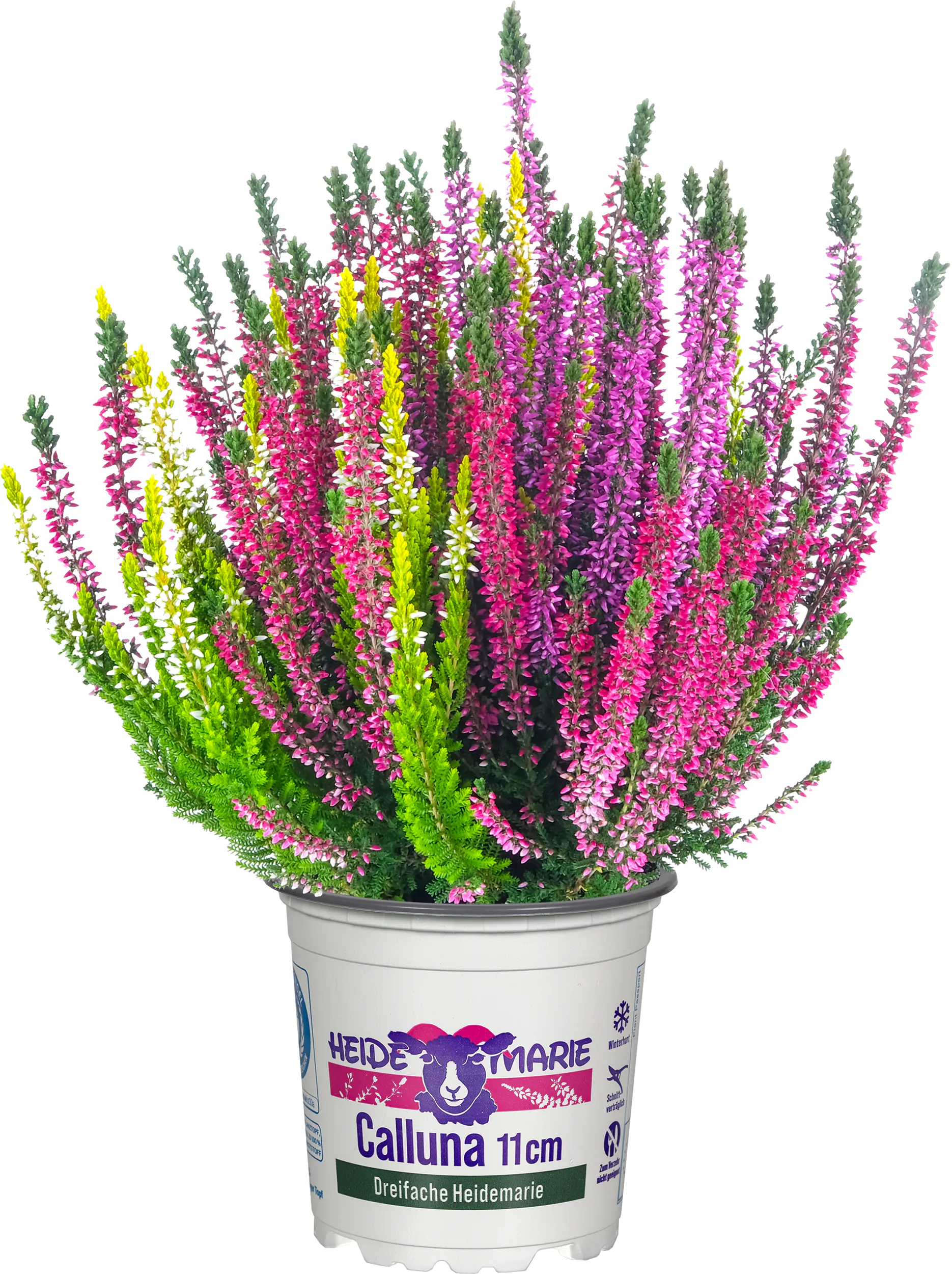 Heidemarie Calluna vulgaris die Dreifache Heidemarie® H 12 - 15 cm P11 Container