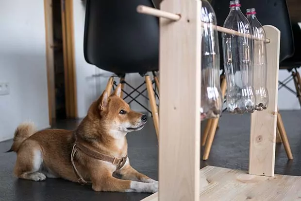 Hundespielzeug bauen