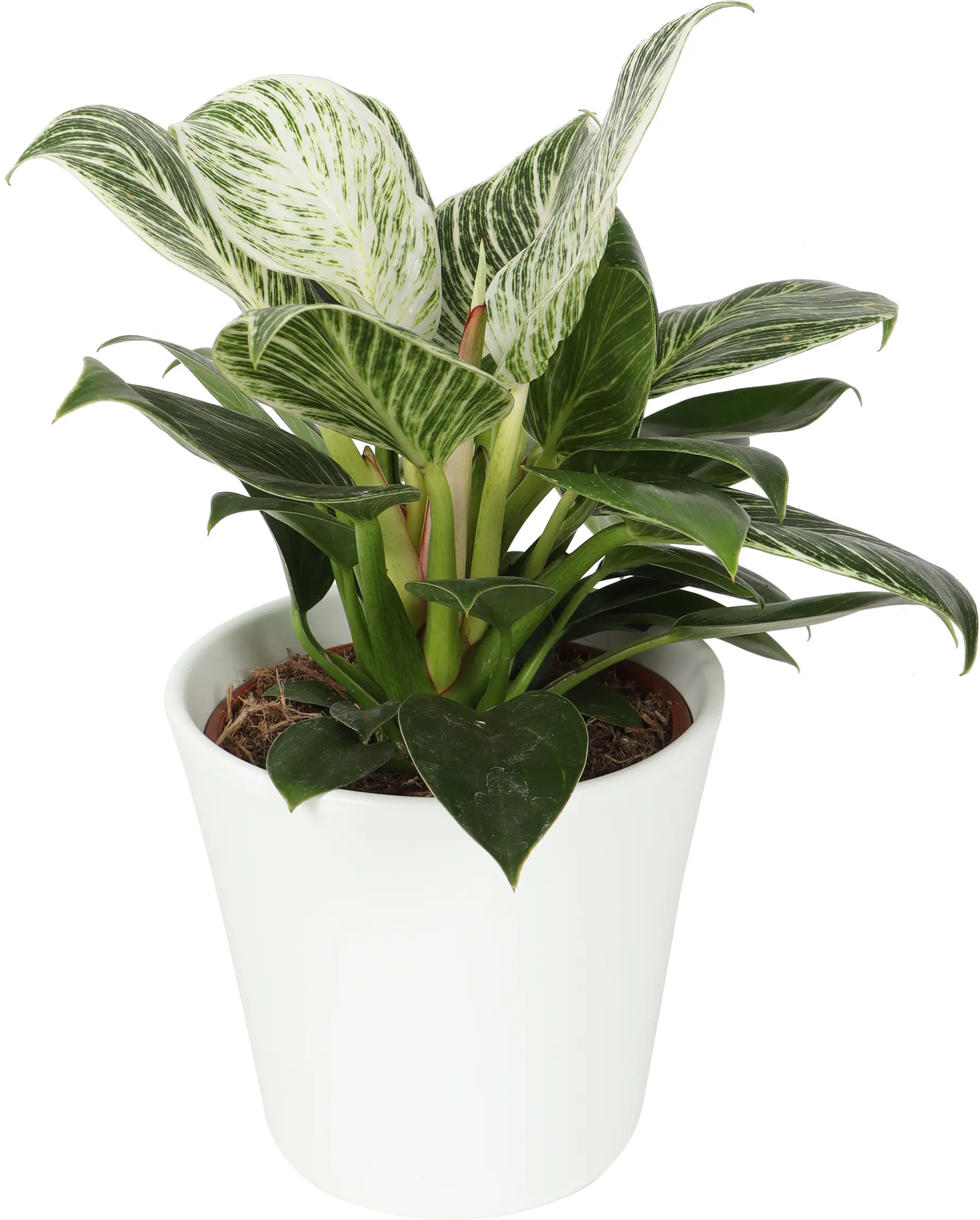 Grünpflanzen inklusive 14 cm Topf