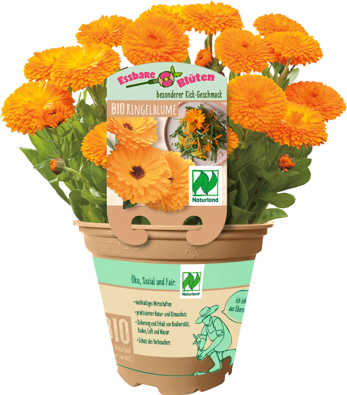 Ringelblume Calendula officinalis 13 cm Topf
