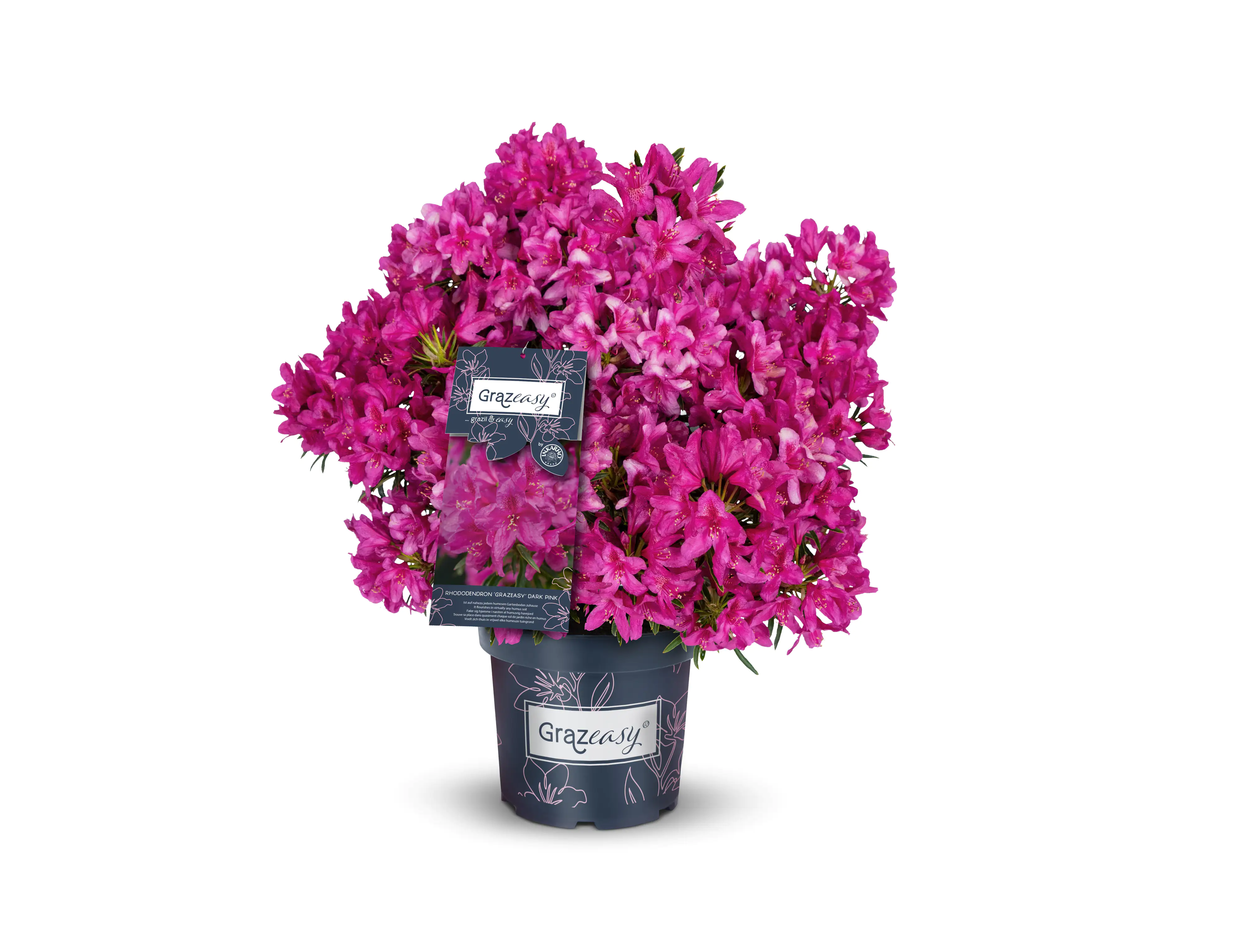 Alpenrose Rhododendron Inkarho 23 cm Topf, 30-40 cm hoch