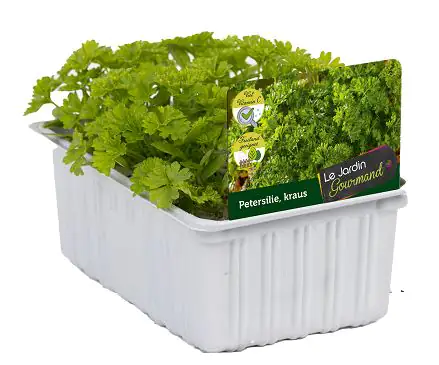 Salat- und Gemüsesetzlinge "Le Jardin Gourmand" Petersilie Kraus 6er Schale