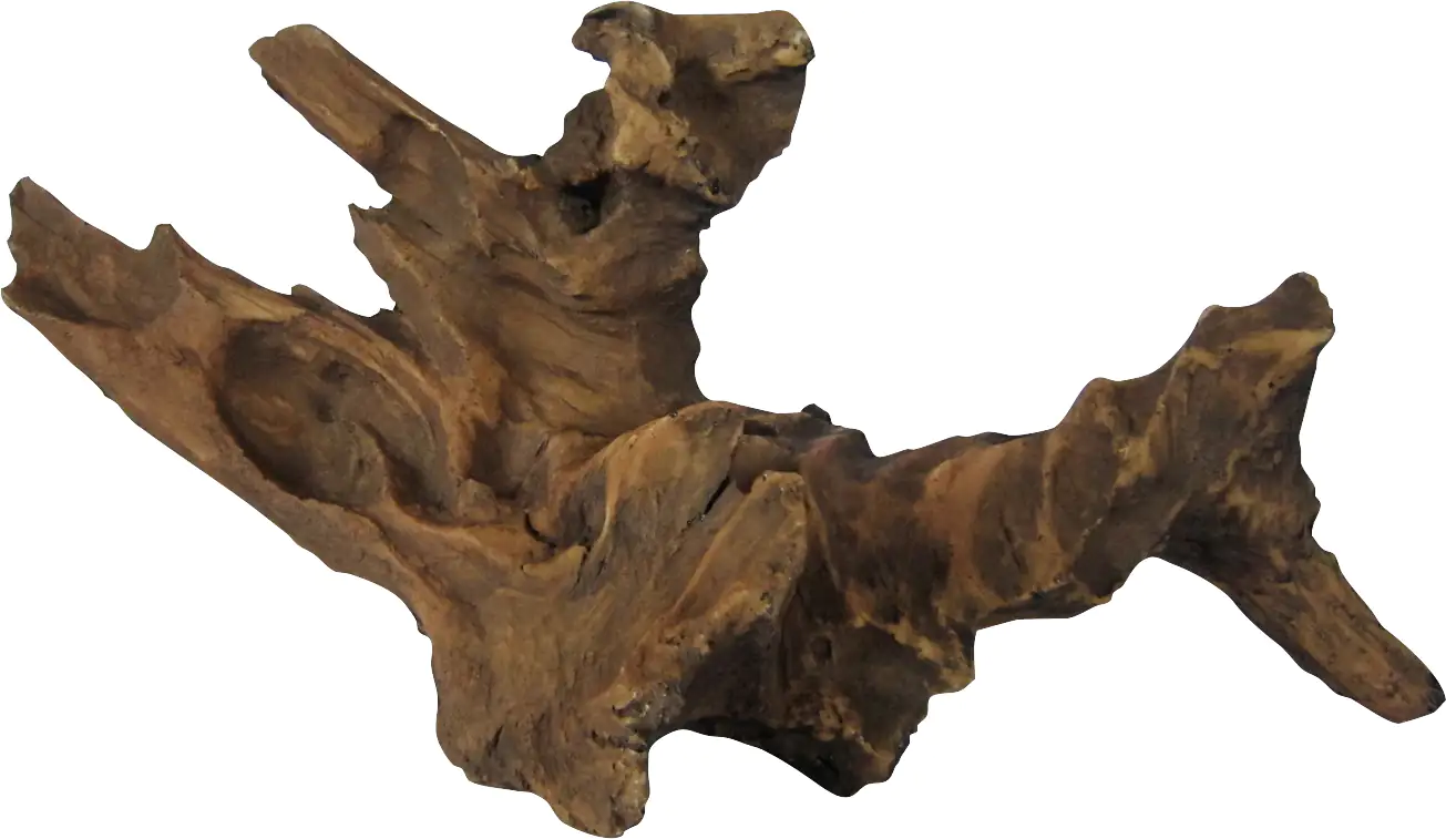 Orbit Mangrovenwurzel medium