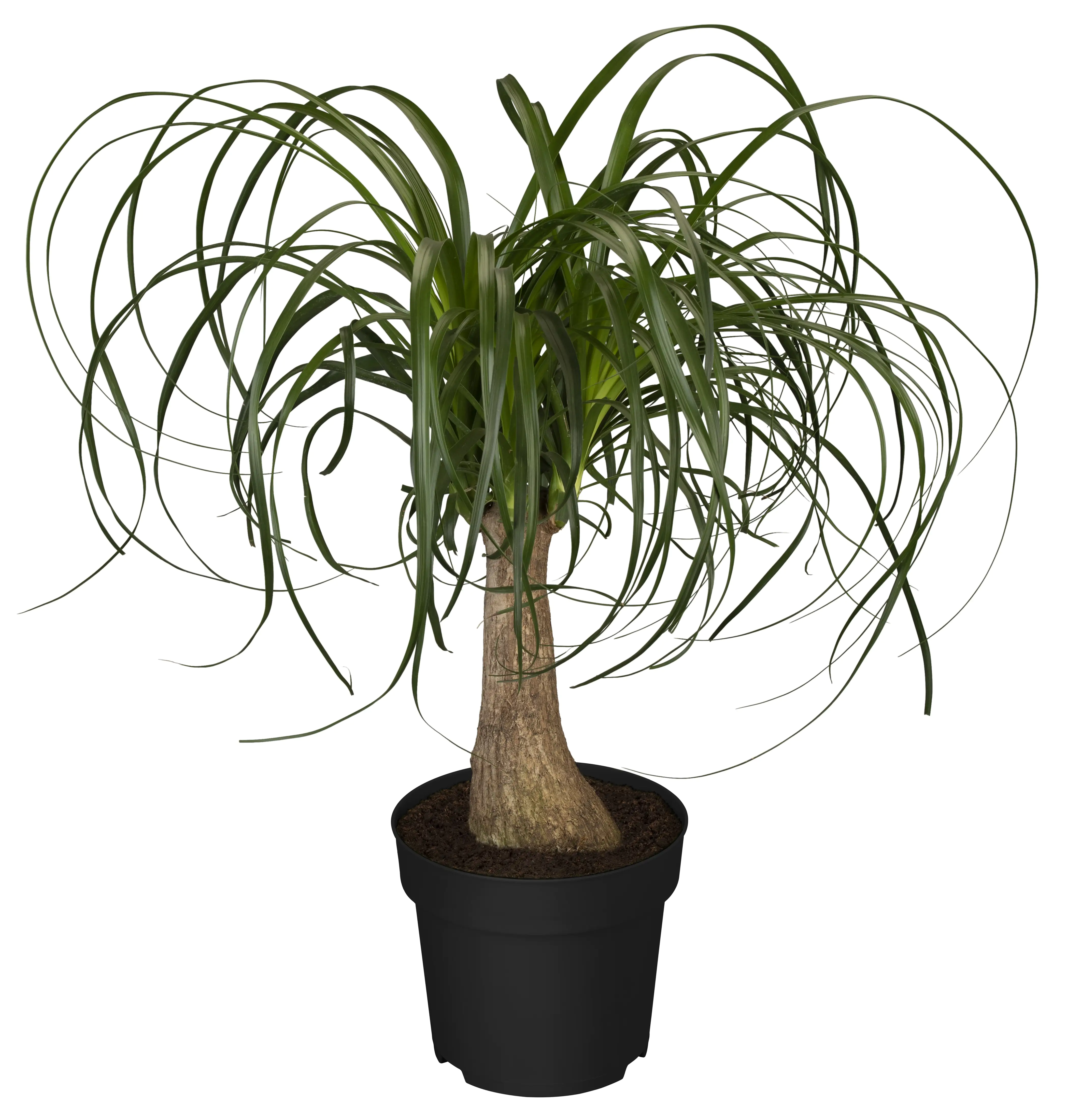 Elefantenfuß Recurvata H ca. 50 cm 17 cm Topf