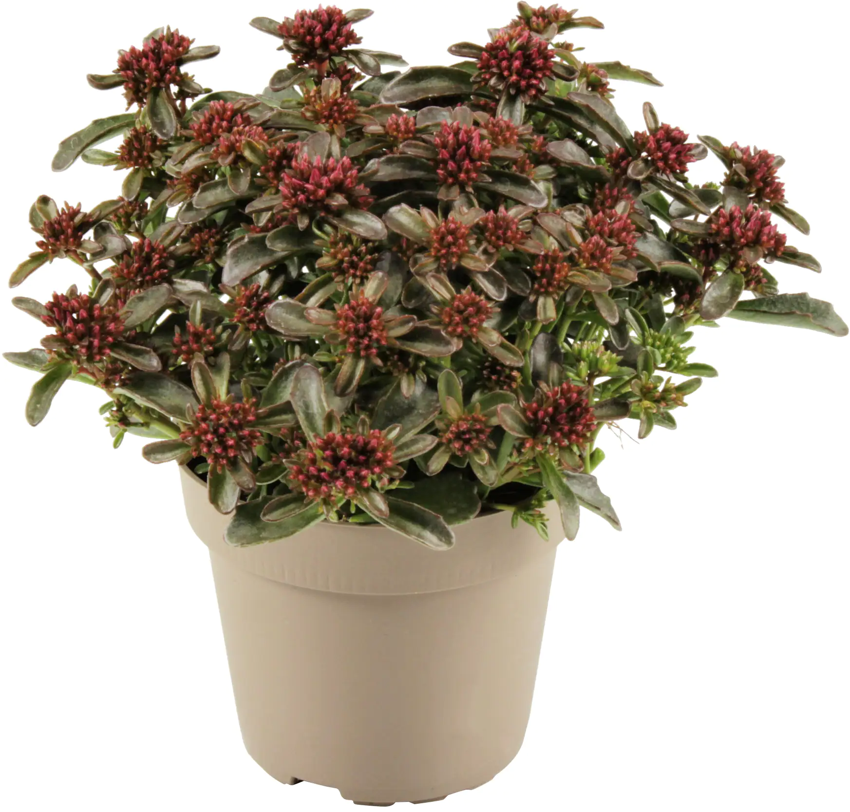 Fetthenne Sedum spurium 12 cm Topf