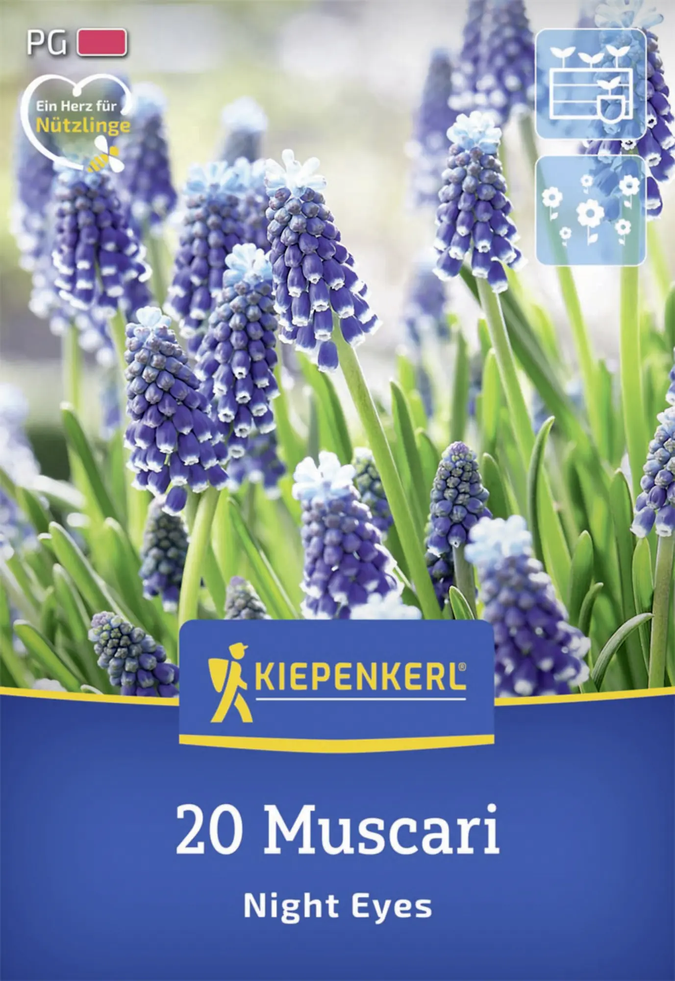 Kiepenkerl Herbstblumenzwiebel Traubenhyazinthe Night Eyes 20 Stück