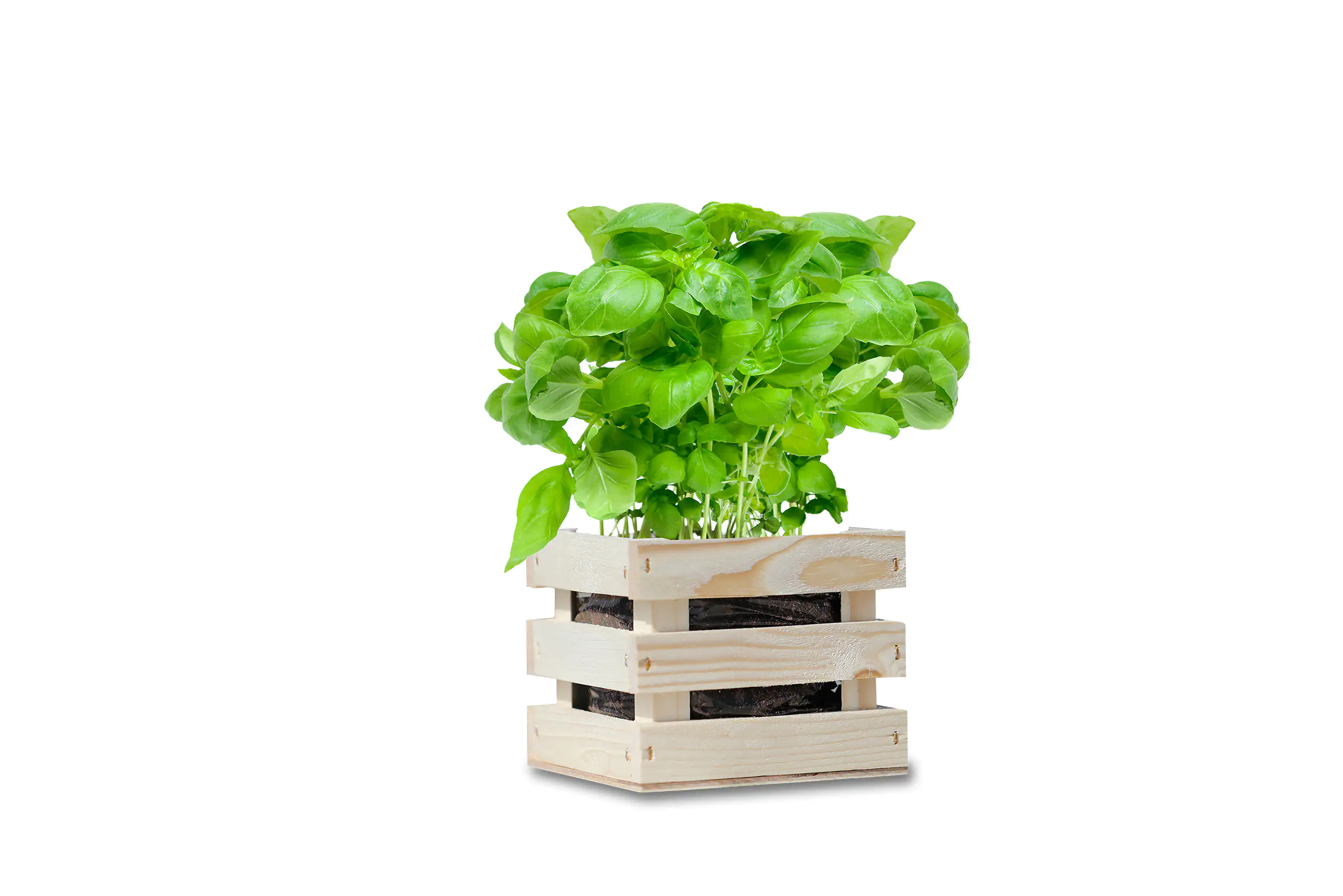 Baza Seeds Garden Box Bio Basilikum Baza Seeds Garden Box Bio Basilikum