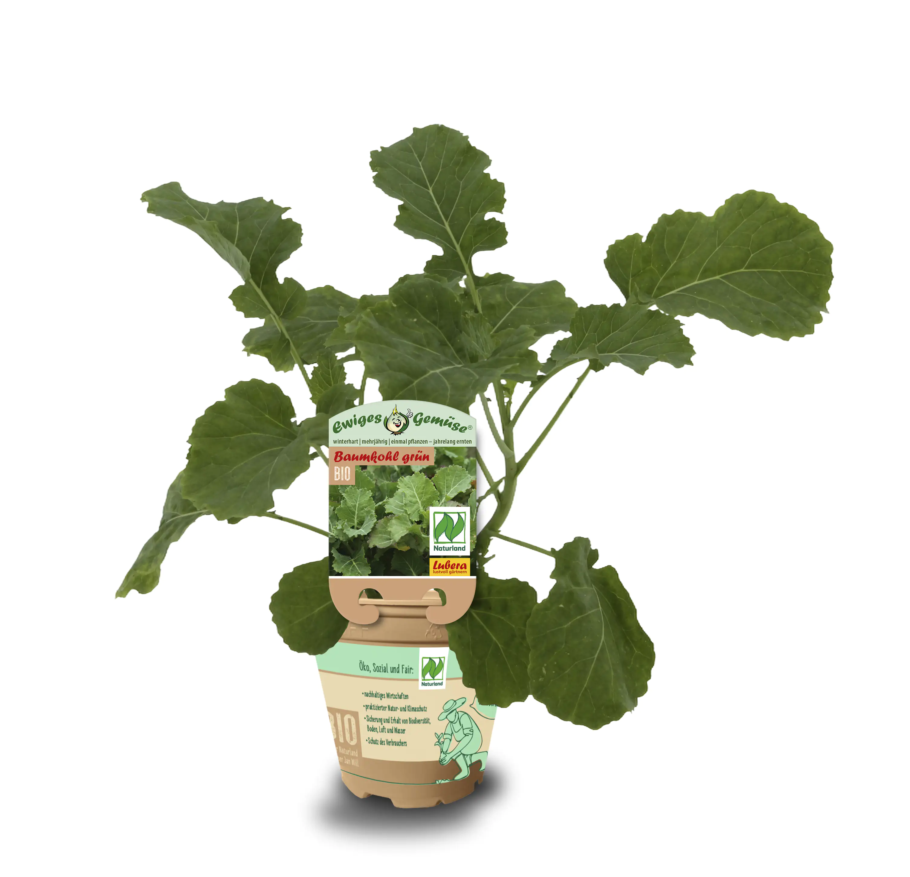 Baumkohl Brassica oleracea var. Ramosa 12 cm Topf