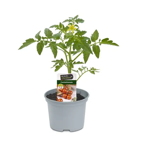 Cocktailtomate 10,5 cm Topf