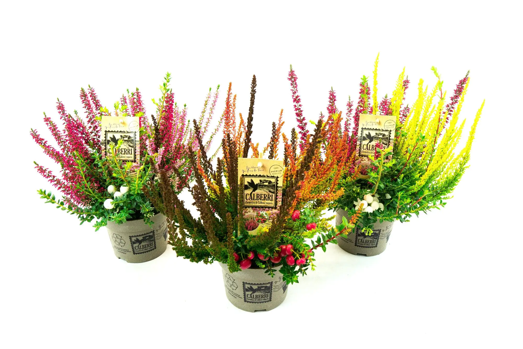 Sommerheide Calluna Beauty Ladies Calberries 13 cm Topf