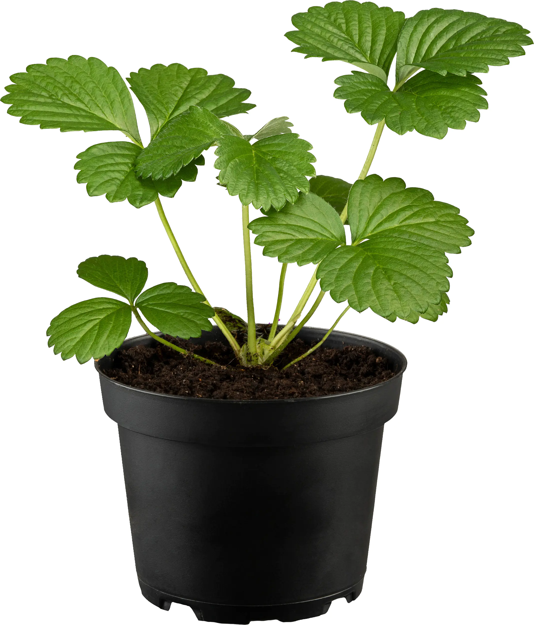 Fragaria x ananassa Senga-Erdbeere 10 cm  Fragaria x ananassa Senga-Erdbeere 10 cm