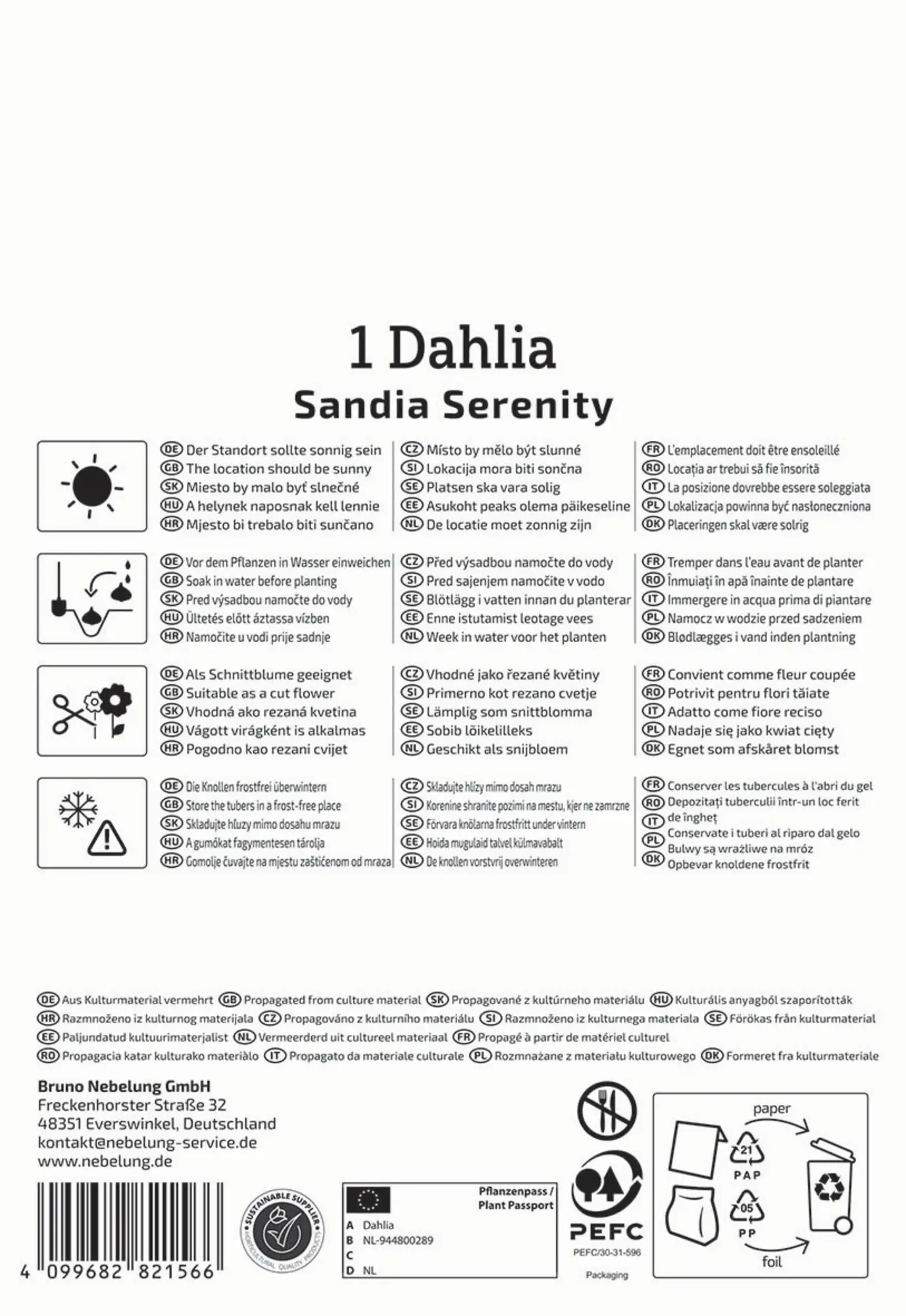 Kiepenkerl Profi-Line Frühjahrsblumenzwiebel Dekorative Dahlie Sandia Serenity 1 Stück