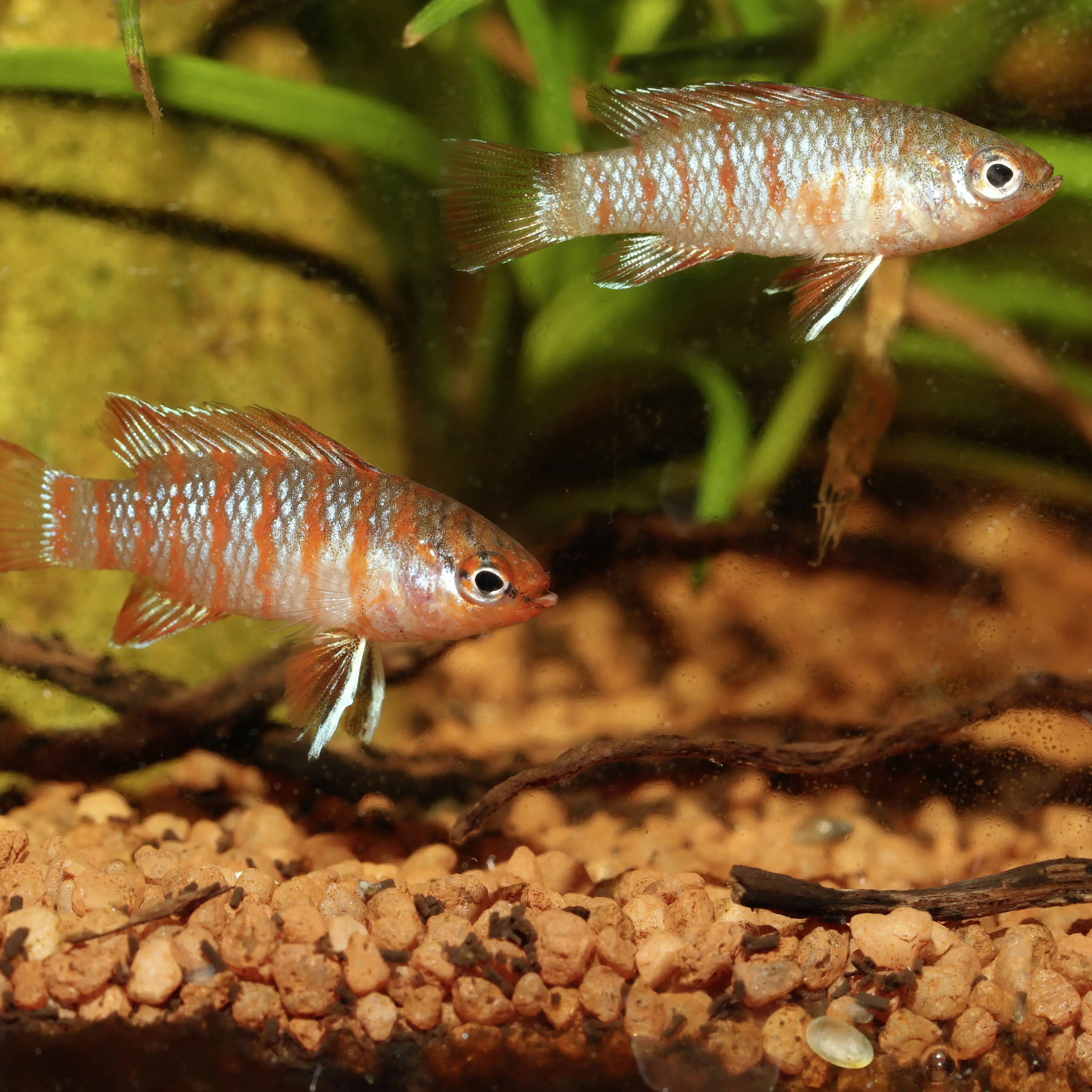 JBL Fischfutter Pronovo Cichlid Grano S Fischfuttergranulat 250 ml