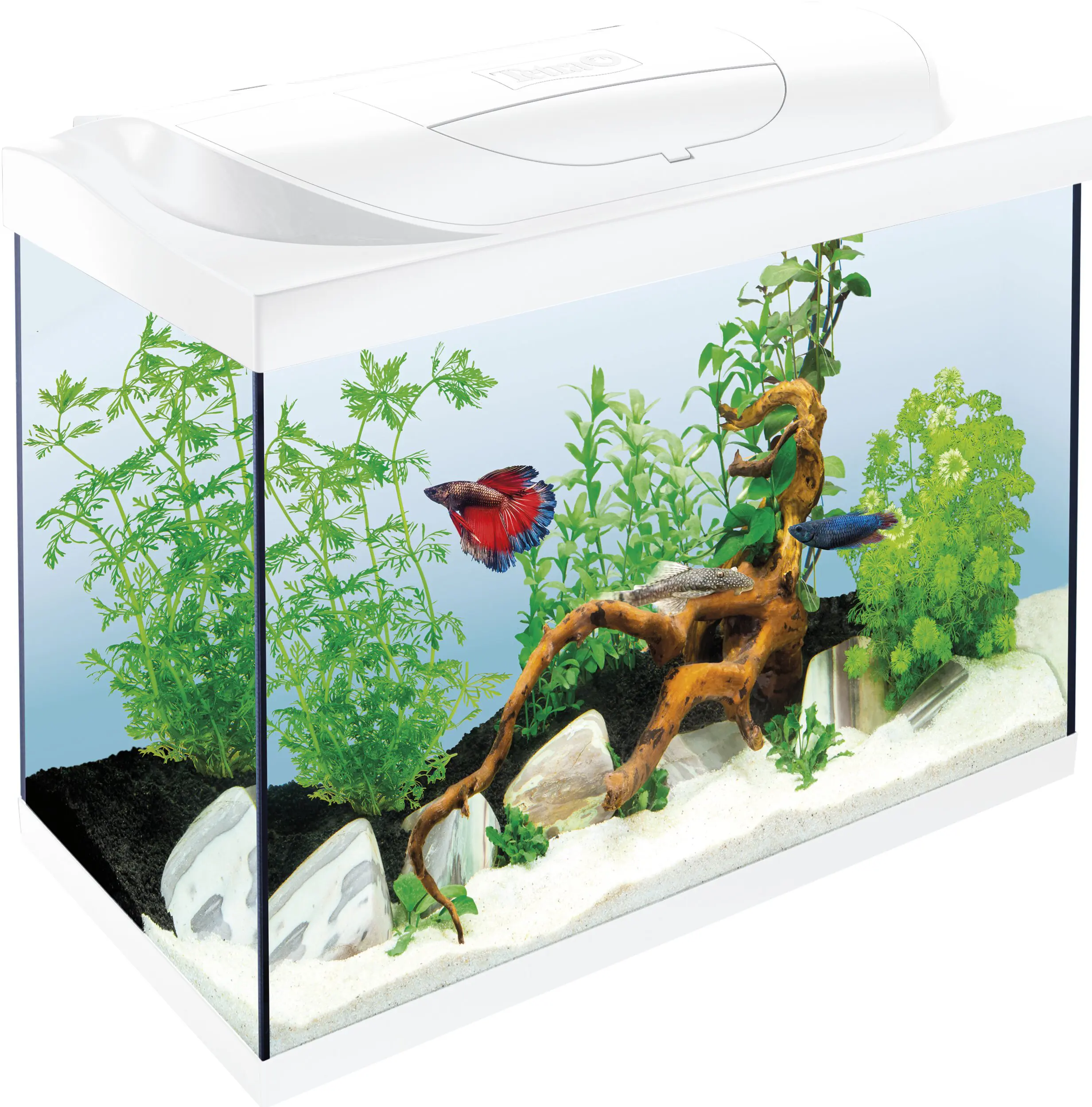 Tetra Aquarium Starter Line LED 80 L weiß