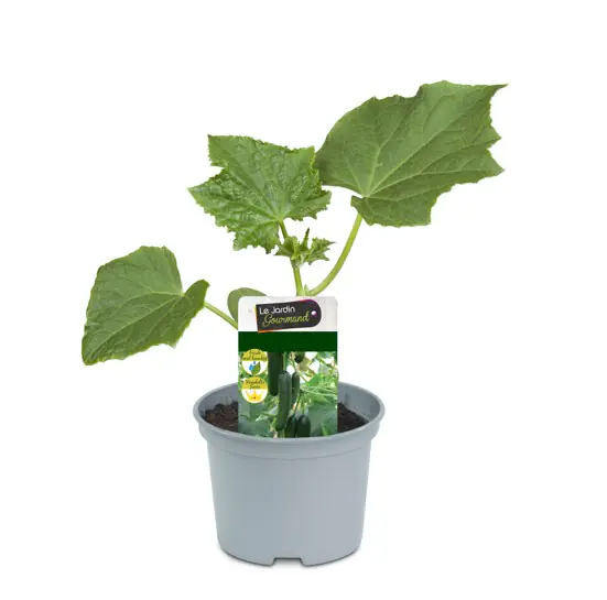 Resistente Gemüsepflanzen Snackgurke Cucumis sativus 12 cm Topf