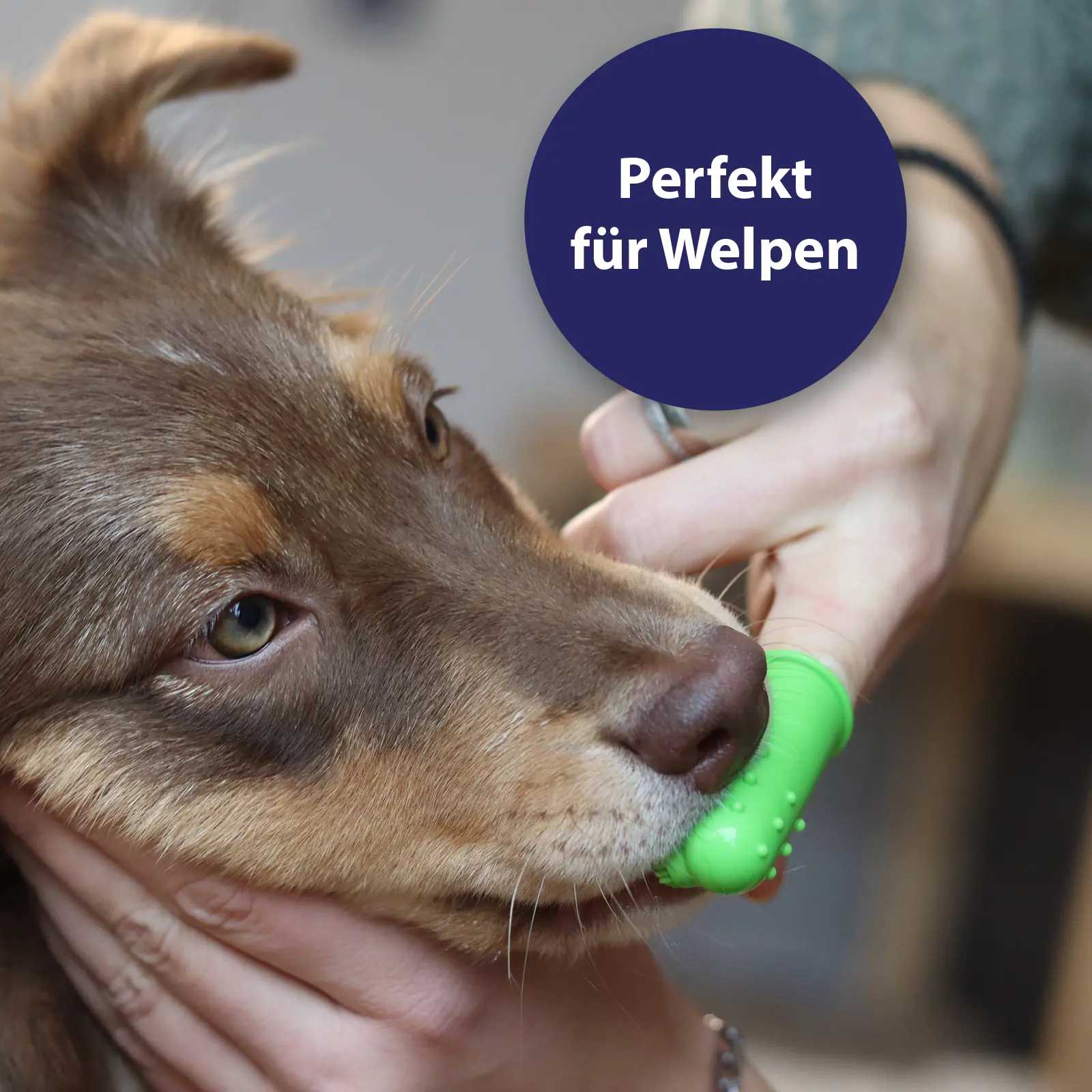 Canosept Zahnpflege Finger-Bürsten für Hunde 3 Stück