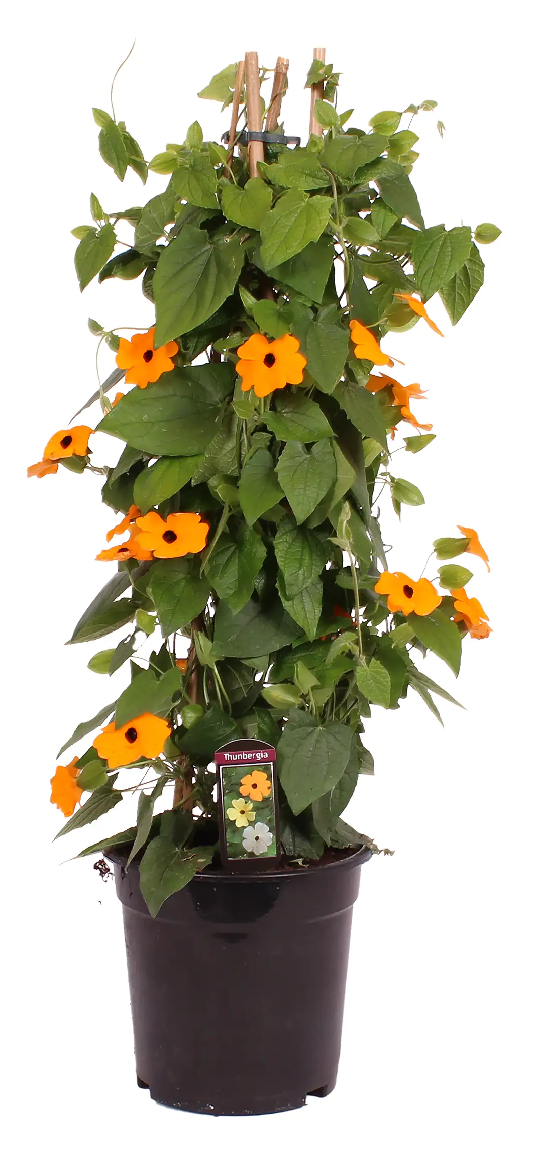 8717929517237 Schwarzäugige Susanne Pyramide H ca. 65 cm 19 cm Topf