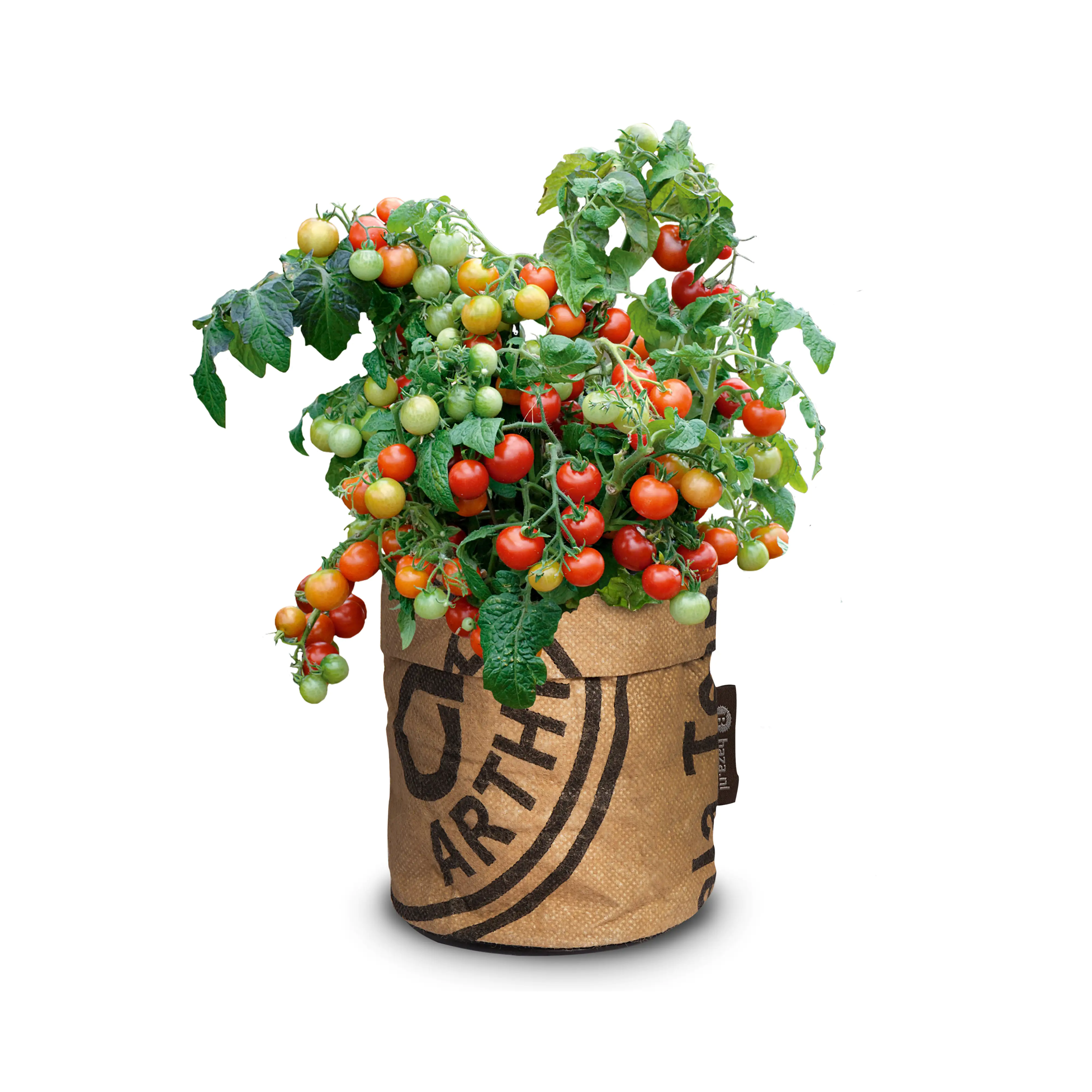 Baza Seeds Kitchengarden Strauchtomate Bio Koralik