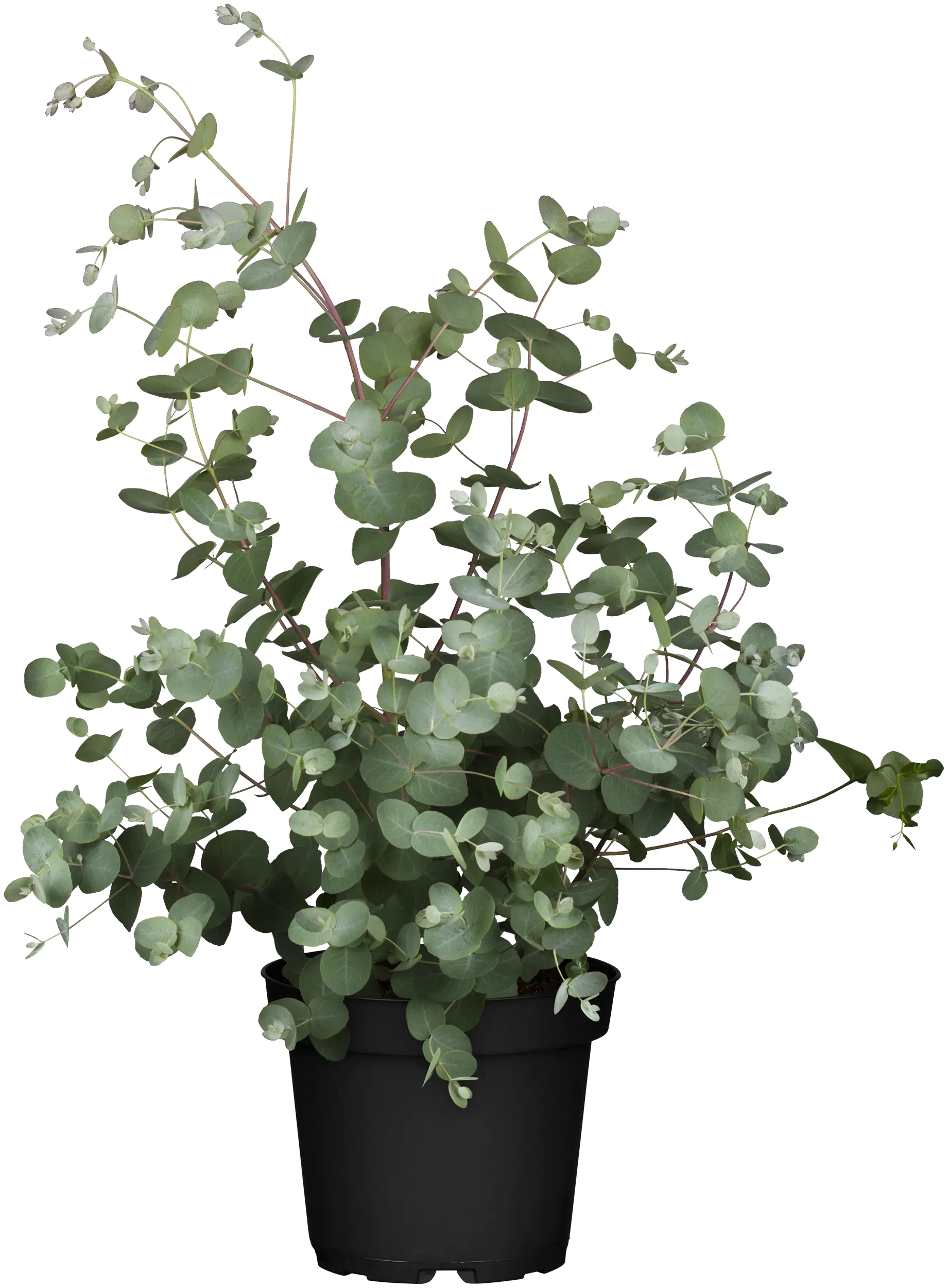 Eucalyptus gunnii Eukalyptus Busch 19 cm Topf Eucalyptus gunnii Eukalyptus Busch 19 cm Topf