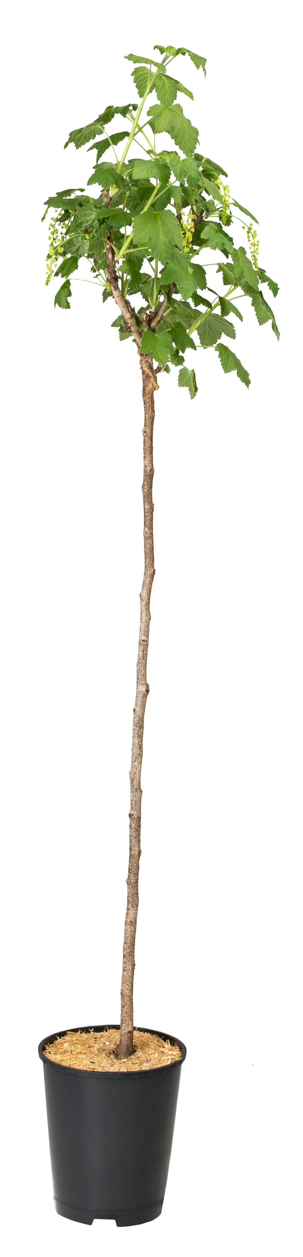 Obststrauch Johannisbeere in Farben 3 l Container