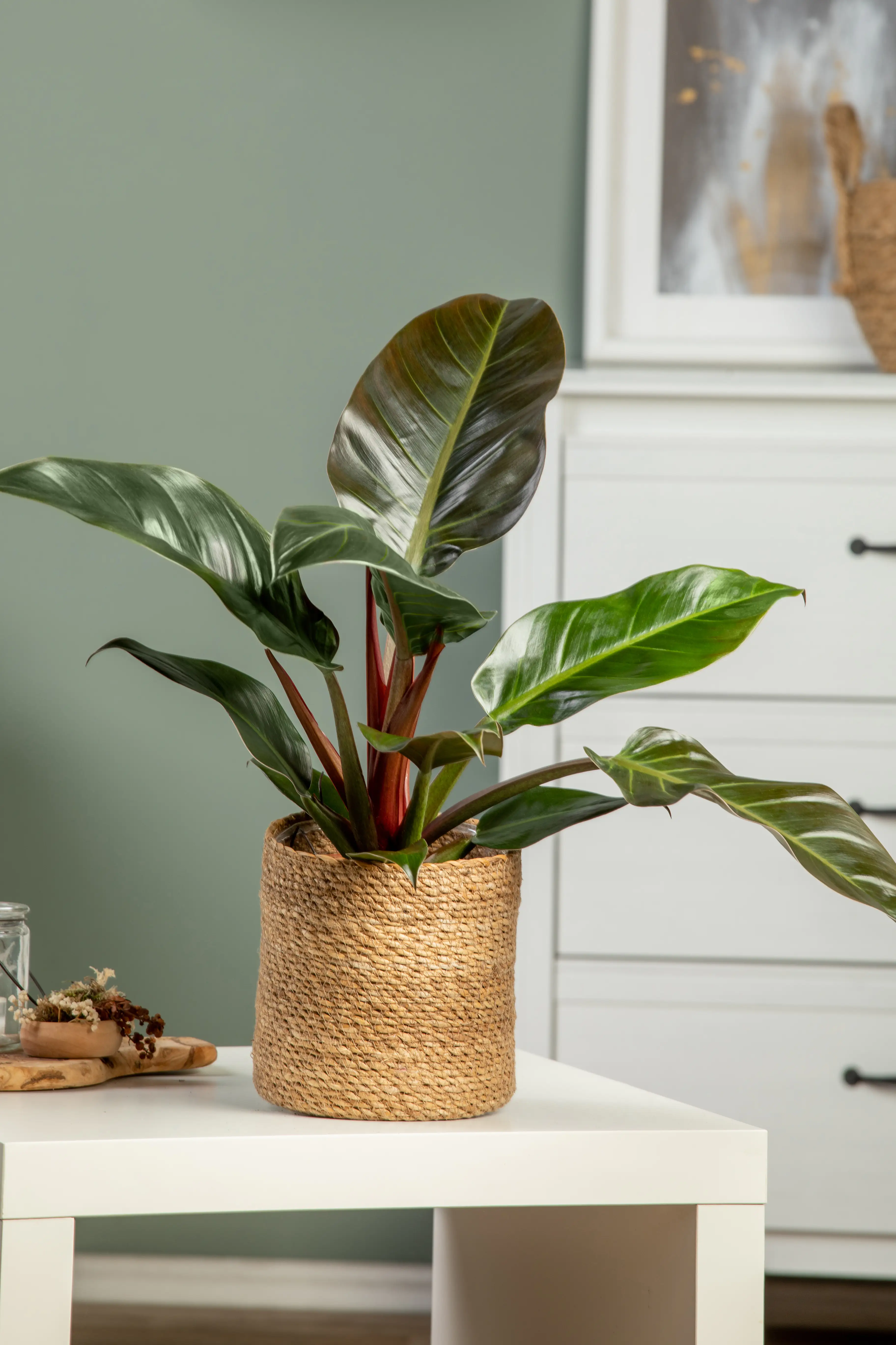 Baumfreund Philodendron Imperial Red H ca. 50 cm 17 cm Topf 
