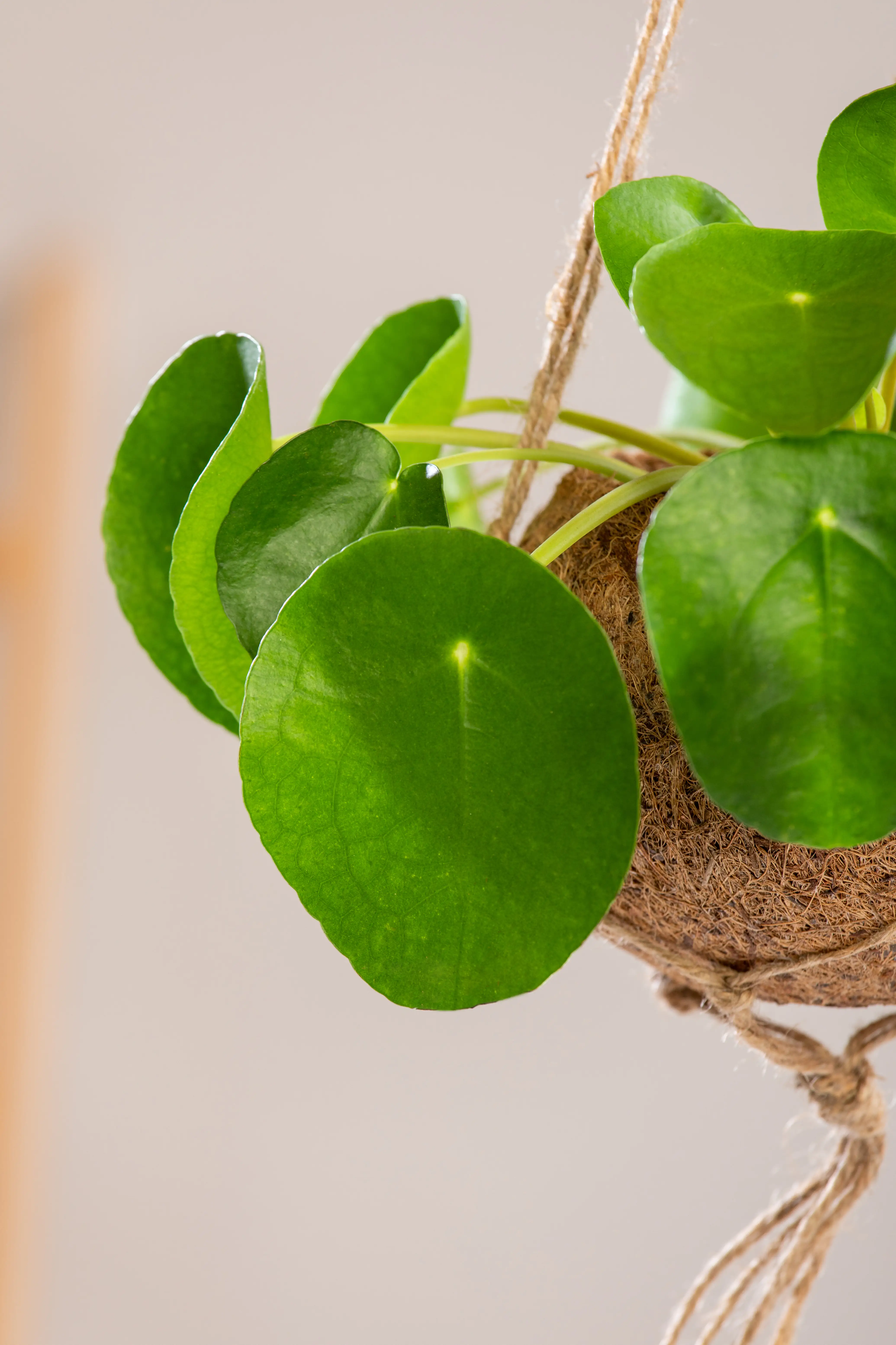 8717432161774_2 Kokodama Ampel Ufopflanze Pilea peperomioides H ca. 25 cm 15 cm Topf