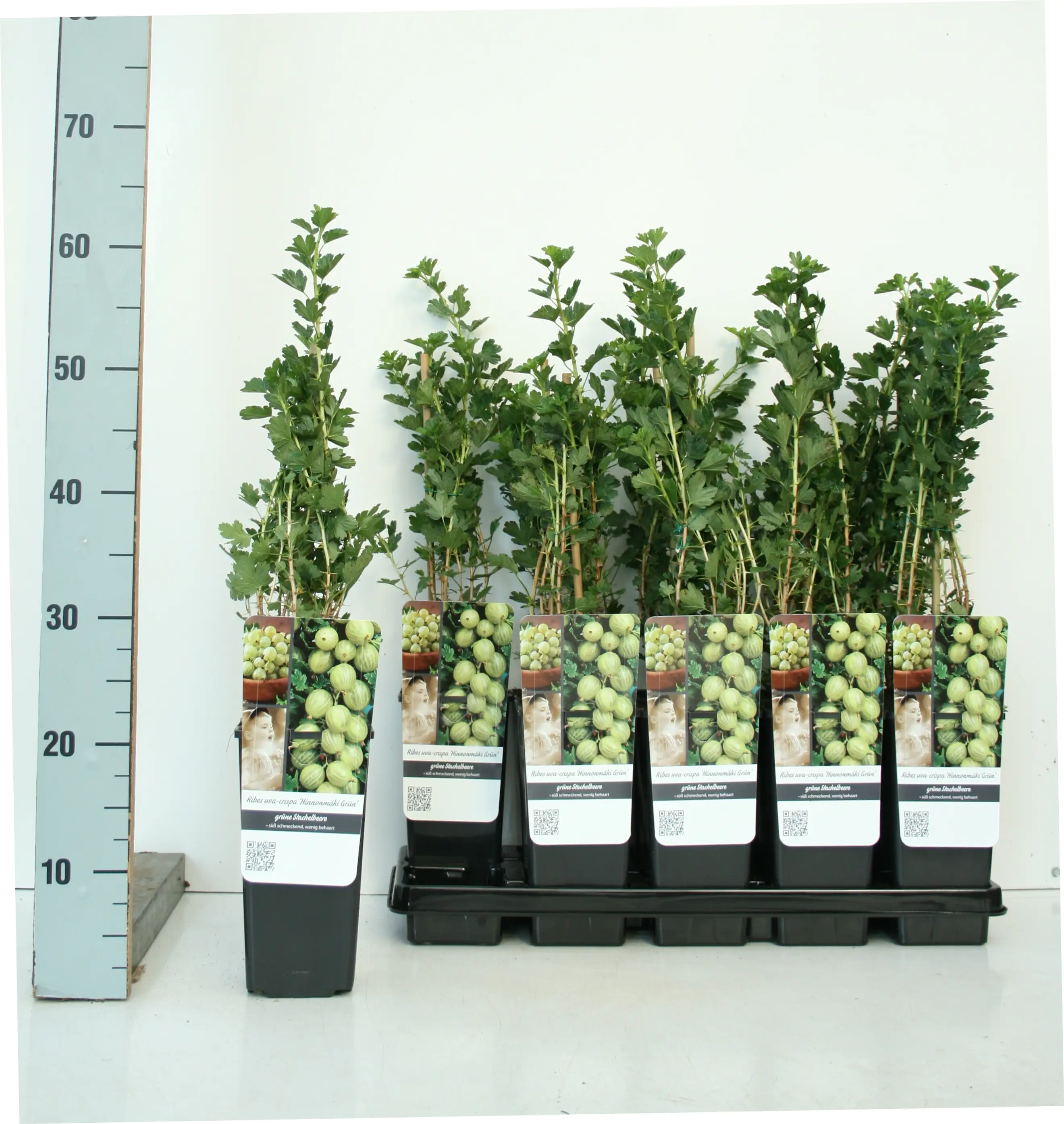 Obststrauch Stachelbeere Hinnonmäki grün 2 L Container Obststrauch Stachelbeere Hinnonmäki grün 2 L Container